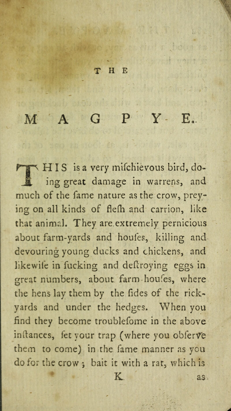 M A G P Y E. HIS is a very mifchievous bird, do- ll ing great damage in warrens, and much of the fame nature as the crow, prey- ing on all kinds of flefh and carrion, like that animal. They are.extremely pernicious about farm-yards and houles, killing and devouring young ducks and chickens, and like wile in fucking and deflroying eggs in great numbers, about farm-houfes, where the hens lay them by the fides of the rick- yards and under the hedges. When you find they become troublefome in the above instances, fetyour trap (where you obferv'e them to come) in the fame manner as you do for the crow ; bait it with a rat, which is K as.