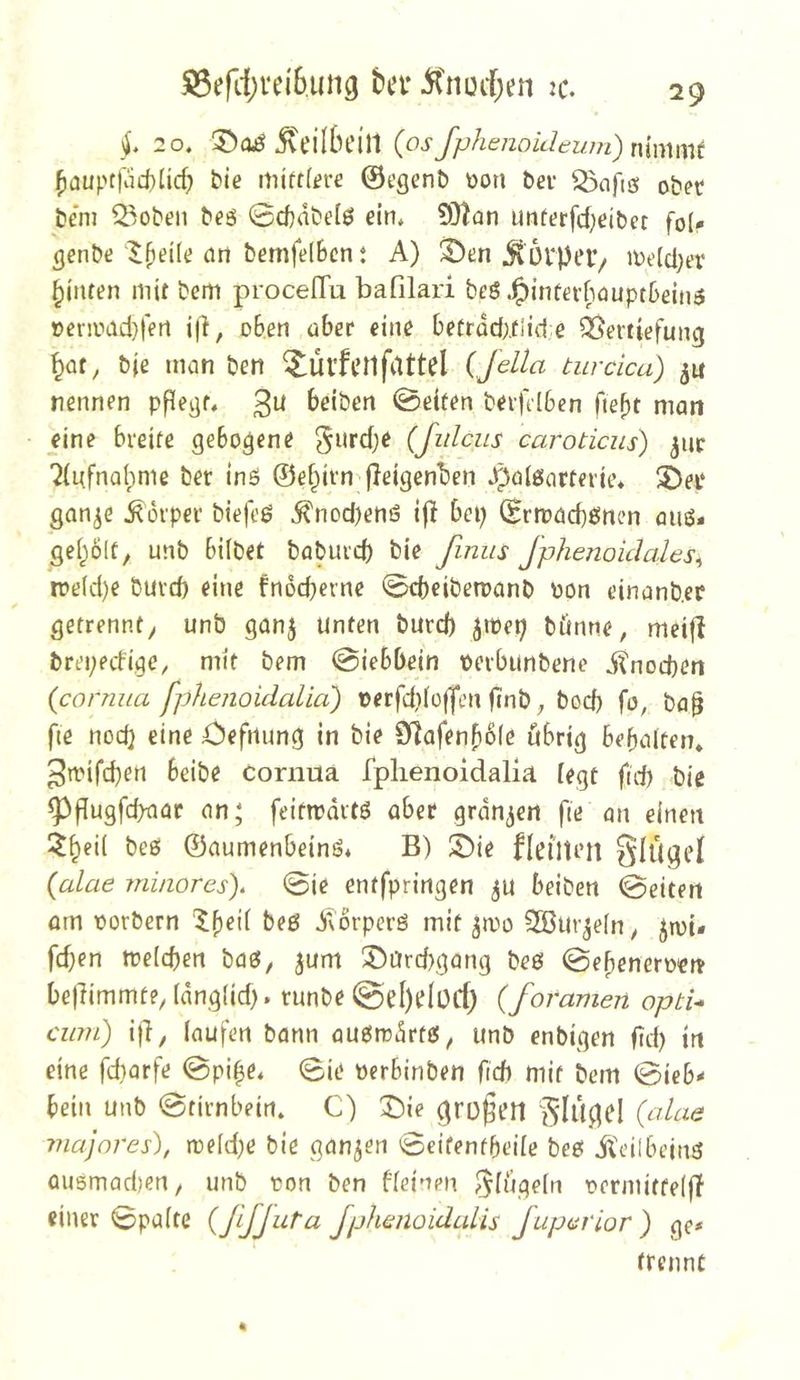 j. 20. 5tei(beill (os fphenokleum) nimmf ^aupt|ud)Iid; bie miftlfre ©egenb \>on bei* ^afiö obet beni Q3oben beö 0cbdbe[0 ein* 50tan unterfcf;eibet fo(* ^enbe ^^eile an bemfelbcn t A) ^en jvOrpeb/ mt'lcl;er hinten mit bem proceITu bafilari beö .l^infet-bauptbeinö oeniiad)|e!l i|i, oben aber eine betrdd;.tiide Vertiefung b|e man ben ^ürfcilfattel (Jella turcica) nennen pflegt, 3^^ beiben 0eiten berfelben ftebt man eine breite gebogene ^i^r^be (Jiilcus caroticus) pic ’2(nfnaipnie ber inö ©e^irn (leigenben .poiöarterie* ^ei‘ gan^e Körper biefeß ^nod)enö ifl bei) ©rmacbßncn auö* gei;6lt, unb bilbet boburd) bie ßmis Jphenoidales^ tr*e(d)e burd) eine fn6d)erne 0d)eiben)anb oon einanb.er getrennt; unb ganj Unten burd) poe^ biinne, meifi brepecfige, mit bem 0iebbein oerbunbene d?nod)en {cornua fphenoidalia) t>erfd)iüffen ftnb ^ bocb fo, ba^ fie nod} eine Oefnung in bie 0?afen^ß(e öbrig bebaiten» 3trifd)en beibe cornua fphenoidalia legt fid) bie ^|lugfd>aar an; feitrrdrtö aber grdn^en fte an einen l^beil bes ©aumenbeinij* B) S)ie fleiitm §IÜgeI {alae minores). 0ie entfpringen ^u beiben 0eiten am oorbern beß dtorperö mit pro 2Bur^e(n; jmi* fd)en trelcben baß, jum !5)ard)gang beö 0e^encroen belhmmfe; (dnglid). runbe 0el)eIüCf; {foramen optU cimi) ifl; laufen bann au6rodrtfi5; unb enbigen ftd) in eine fdiarfe 0pi|e* 0ie oerbinben fid) mit bem 0icb- bein unb 0tirnbein. C) X)ie drüben 'Sldflbl (alae niajnres), treidle bie ganzen 0eifentbeile beö iteilbeinö ausmadjen, unb oon ben fleinen ^^lügeln r*ermitfe(|T einer 0palte {ßJJuPa fphsnoiduHs fuparior) ge# trennt