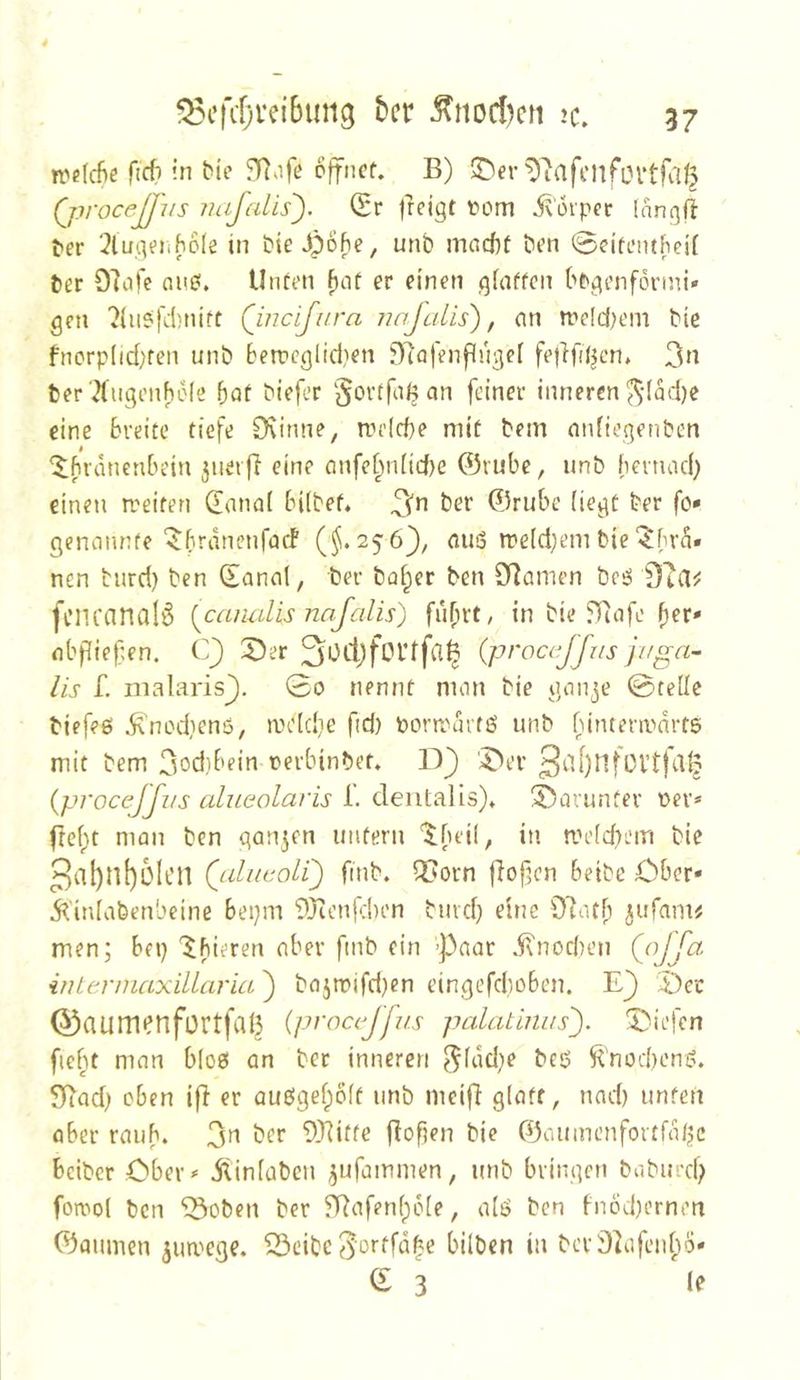 »reiche ftrf? cjfncf. B) ^Dev'^Tafcnfovtfafj (jiroceJJus juifalis). (Er ireigt t>om i^orpcr Inngfl t»er 3lugn.hß(e in tie Jpohe, unb macbt brn @eitemfiei( ber 07ofe oub. Unürn f)af er einen giaffcn bbgenforini» gen ?iub('dniift (incijura najcilis), an rreldH'm bie fncrplid)fen unb 6errcgltd}en ^lofenflügel fedfiljcn, 3« feer'2lugenhele bat biefer ‘Jorrfa/^ an feiner inneren ^•(ad)e eine Breite tiefe CKinne, rrelcbe mit bem anfiegenben '$:fudnenBeiu 3ueifi eine anfel^n(id)e ©rubc, unb fienuul; einen rreifen danaf Biibef* Ber ©ruBe Hegt ber fo» genannte'$;Brdnenfad ({i*256}, miö n?e(d;embie‘^Bra. nen turd) ben ©anal, ber baffer ben 9]anien besS fiMlcanal^ {^canulis nnjalis) fuf;rt, in bie ?Tiafe fier* oBffiefen. (]} X)er ^üCljfortfa^ (proccjfns jifga- Hs f. malaris^. 0o nennt man bie gauje 0tede biefeö Ä'nodienö, moldie fid) porraurfö unb Bimerii'tdrts mit bem 3od)Bein rerbinbet. D) '^er gdbnfovtfalj {procejjus alueolaris L Cieni^Ws), !5)arunfer t>er» rtef;t man ben gan5en untern '^beil, in n.H’[d)em bie 3tll)nl)0lt’n Qditcoli) finb. Q?orn fiofen Beibe öber* 5^'itdabenbeine Bepm 93cenfd)en bmd) eine Olaf!; ^ufanK men; Bep '^Bieren aber fmb ein >paar .^noeben (ojfct- inLennaxillaria) bajrt)ifd)cn eingefeboBen. 5)er ©aumenfortfal^ iproccjji/s palatinus'). 5Mefcn fielet man Blob an ber inneren f^fad}e bcö ^'nod)onö. SRod; eben ifb er aubgef^oft unb meifi glatt, nad) unten aber raub. 3^^ ber ^JUtte |Iof5en bie ©aumenfortfalje Bciber Cber>= ilinlaben ^ufammen, unb bringen baburd; fomol ben ^oben ber ERafenlpole, alö ben fn6d}crnen ©öumen zuwege. 33cibc 3otffüi|e bilben in ber 9]afeu(;o* <£3
