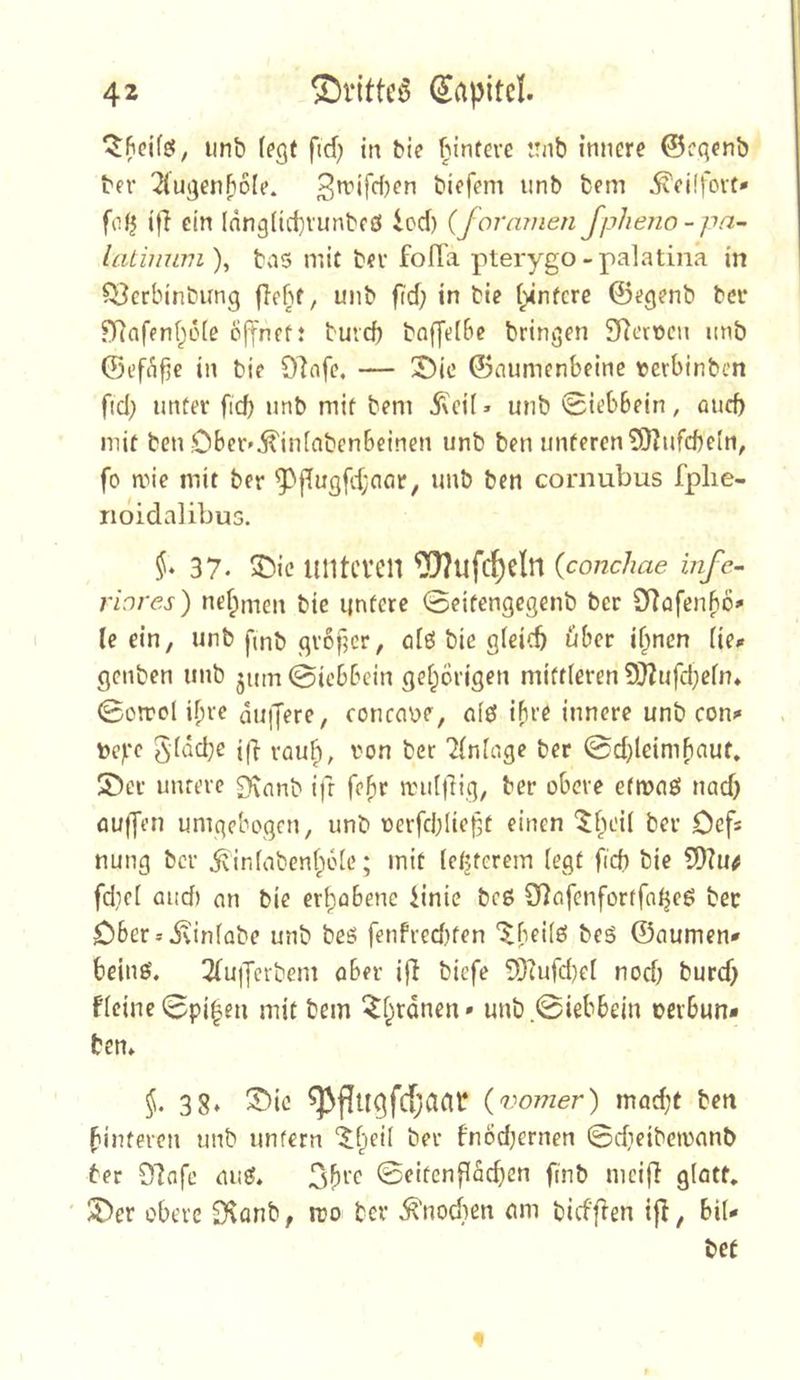 imb fegt fid) in Me Mnfeve itnb innere 0cqcnb ber 2(ugenb6le. biefem unb bem j^eilfovt» fofj iff ein (nng(id)vunbfö iod) (formnen Jphejio - pa- latijium), bas mit ber fofl'a pterygo-palatiiia in fi^crbinbung flebt, unb fid) in bie biinfcre ©egenb ber ?V?affnf;6fe öffnet: buvcf) baffefbe bringen SRcrDcn imb ©eft*i^e in bie Olafe. — 3)ie ©aumenbeine tcrbinbcn fiel; unter ficf) unb mit bem 5\ci( > unb 0ieb6ein, auef) mit ben .Obcr'^infnbenbcinen unb ben unteren SOlufebefn, fo mie mit ber ’5)ffugfd;aar, unb ben cornubus fplie- rioidalibus. §* 37. 5>ic unteren 0)?ufcf)eln {conchae infe- riores) nef^men bie untere 0eitcngegenb ber OtafenfiO' (e ein, unb fmb grofjer, öfS bie gfeicb über if;nen fie«« genben unb jum 0ic6bcin gef;6rigen mittleren 9}?ufd;efn* 0otrcl if;re au|Jere, concaüe, afö iFire innere unb con^ t>e)rc gfücbe i(i rau^, von ber Ifnfage ber 0d;lcimfiaut. ©er untere 0\nnb ifr fefir mufftig, ber obere efivaö nadj auifen umqcbogcn, unb verfd;Iie§t einen ^f;ei( ber Cefs nung ber .^infabenfpefe; mit (etjferem fegt fid) bie 9)?u/ fdicf and) an bie erfjabene tinie bcs OtafenforrfatjeS ber Ober*ivinfabe unb beS fenfred)ten '^beifS beS ©aumen* beins'. ^fuiJcrbem ober iff biefe 0Kufd}ef nod; burd; ffeine0pi|en mit bem ^f^rdnen» unb.@iebbein oerbun- ten» 38» ®ic ( vomer) mad;t ben binteren unb unfern 5f;eif ber fnod;ernen 0d;eibcn)anb ber Olafe auS. 3f>rc 0eitenfIdc^en fmb niciff gfatt. ' ©er obere Ovemb, tvo ber ^nodien eim biefffen i|I, bif- bet f