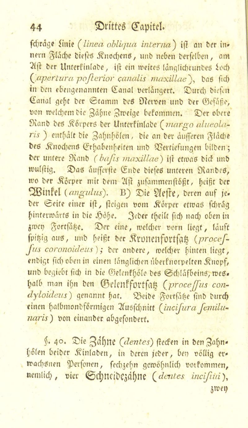 fdjrdgc ^inic (^linea obliqua interna^ i|l cni ^cr in* nern 5(drf)e tiefes ^nod)enS, unb neben berfelben, am ber Unrerfiniabe, ift ein ireites (önqlicbrunbeö K'd) (^.aperUira pofteviov caiialis maxillae')^ baö fid) in ben ebengenannten (^anal ticridngerf. 5)urd) biefcn (£ana( gebt ber 0tamni beß Oleiüen unb ber 0cfdfie, von n)dd)cm bie Stveige befommen. 5)er obere 9vanb bcS ^oipcrß ber Unterfitdabe (jnnrgo alueoln- ris ) cntbdit bie dufferen ^•ldd)e öeß i\nod)cnS 0r^nbenbeifen unb Q[?ertiefungen bilbcn; ber untere Dimib (hafis maxillae) ijl ctivaß bid unb »vuiflig, ®aß dufferfte 0nbe biefcß unteren SJvanbeß, »vo ber Körper mit bem 2(f} jufammenfio^t^ ®tnfel {nngidus). B) ©ie Sft’flc, beren auf je. ber 0eite einer ifl, ficigen vom ^'orper etrvaS fd)rdg f'intertvdrtß in bie dpdbe. 3*-’bcr f^eiit ftd) nod; oben in 5tvcp eine, mc(d)cr vorn liegt, (duff fpi(jig aus, unb beif5t ber ^Uünenfül’tfaÖ {proccß Jus coronoideus); ber anbere, n)e(d)er hinten liegt, enbigt |id)obenin einen Idng(id)en nberf’norpelten ^'nopf, unb begiebt fid) in bie 0e(enff;d(e bcS @d)(dfbeinß, rveß. l;a(b man if;n ben ©t’lcnffovtfa^ QproceJJus coji- dyloideus) genannt hat. ^eibe ^ortfd^e finb burcb einen halbmonbfdrmigen 7(u8fd}nitf (jucijura Jemilii-- naris) von einanber abgefonbert* 40* 3^ie 3df)ne (dentes) fhed'en in ben^^^f^n- f^6(en beiber ^inlaben, in beren jeber, ben voÜig er* machßnen 5^erfonen, fed)3ehn gctvo^nlid) voiPommen, nemlid;, vier 0ctjncit'CS4^nc (^dentes incißid)^ 5ivei;