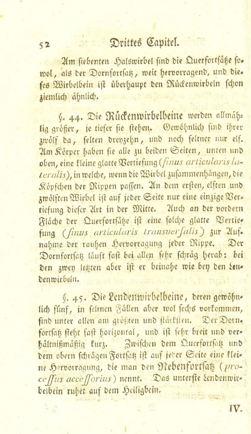 3(m fteBentcn ^(iföirirbd finb tie OuerforffQ|e fo* alö bet ^ornfortfülj, rocit ^lerüorragenb, unb bic. feö 2ßirbelbein t|l übevt^aupt ben Svücfcntvirbdn fd;on df^nlicb* §, 44, S)ie 3fvU(femi)irbdbeine »werben olfma^s Ug gYü|3ev, i'e tiefer ftc ficF)‘^n. ©ercßfmlid; fmb ifirer 3R^o(f ba, feiten bre»)5e^n, imb nod) feltncr nur elf, 2(m^erpcv haben fie alle ju beiben 0eiten, unten unb eben, eine fleine glatte 5?ertiefung (fiuus articularis la- teralis), in »reld)e, »wenn bie Wirbel ^ufammenhangen, bic ^6pfd)en ber 0fvippcn poffen, 3(n bem erfien, elften unb 5tw6lften5ßirbel ijl auf feber 0cite nur eine einzige 33ev^ tiefung biefee 'ifrt in ber 9)^itte, ?(ud; an ber porbern gldd)c ber Ouerfortfdhe i|I eine fold;e glatte Sl^ertie* fung (finiis articularis transuerjalis') ^ur 2luf» nähme ber rauhen Jperporragung jeber Dvippe, ®ec 3)ornfortfa^ lauft fajl bei allen fefn^ fdjrdg h^»’ab: bei ben 5trep leisten aber i\} er beinahe iwie be»; ben ien- benmirböln* §, 45» 3>ie $!cnbemini’bd6eine, bereu gettoh»»' lief) ffinf, in feltnen fallen aber mol fed;ö porfonimcn, finb unter alle»» am grofiten unb jlmf|ten. XlerS^orn- fortfah fleht fofl hwrijwt'ial, unb ifi febr breit »inb rer» haltnifjmaf^ig fur^, O.ucrfortfatj unb bem oben» fd)rdgen ^ovtfoß ifl a»if feber 0eite eine flei* i»e ^erpovragung, bie man ben {pj'o- ceffus acceJJoj-ius) nennt, ^ai5 unterjle ienbenmiv- belbein ruhet auf bem dpeiligbein. IV.