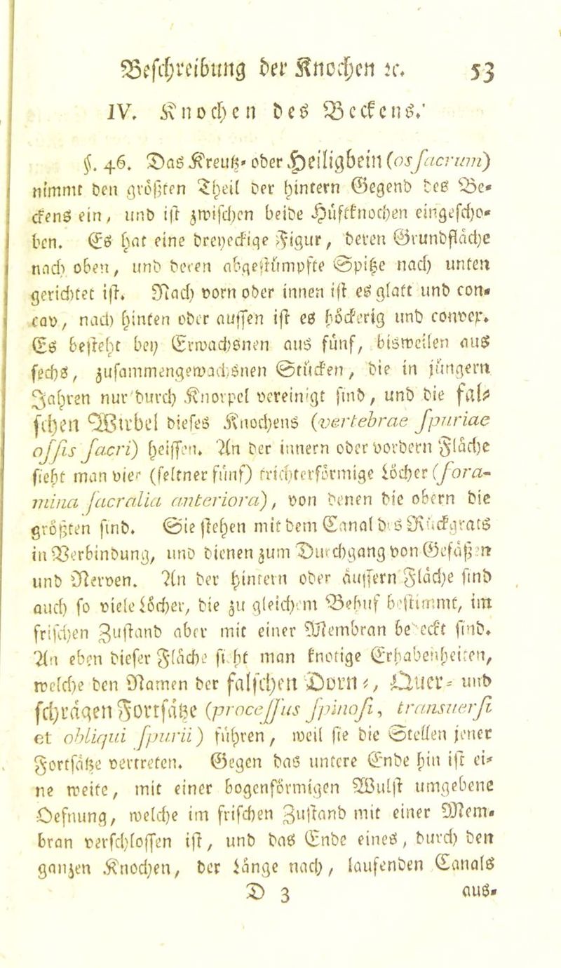 JV, Ä\ n 0 cf) c n t> c ^ c cf c u §. 46. ®aß iTreiif?» ober v|)eilj9bein {os facrwn) nimmt bcn gvofjfen ^f)ei( Oer [ptnfern ©egenb beß ^^e* cfenö ein, unb i|t 3irifcl)cn beibe ^uftfnocben ein9efd)o* ben. ©ö bnt eine brcocrfiqe ^^igur, beveti ©vunbfidctje nnd) oben, unb beren nbgertumpfte @pil^e nad) unten gerid)tet ifl, SRad) t»orn ober Innen iff ee? glatt unb con* fQü, nad) f)inten ober aufjen iff eg bodertg unb conocp* (Eö beftebt bei; (Evmadionen miö fünf, blömcUen mi$ fed;e!, jufammengenud’/önen 0tuden, bie In jungem 3al)ren nur'burd; .Knorpel ocreirugt finb, unb bie fdfjs fd)en ^U’bei bi efeö 5vnod;en6 {v&rtehrae Jpnriae ojfis Jacri) f)ciffen. ?{n ber Innern ober Povbern §ldd)C fiebt manoie'* (feltner fünf) rrid;ferfürnugc iod;er(/br^- miiia jacralia anteriorcC), oon benen Me obern bic größten fmb. 0ie |le^en mitbem ©anal b’d OvüdPgratd in03erbinbung, unD bienen 5um Durd)gangPon©efdf;m unb Olevoen. lin ber ^Infein ober dupern gldd;e fmb aud) fo oldei6d;er, bie 51t g(eld;'. m ^Sebuf bdürnrnt, tnt frifd;en aber mit einer ^fembran be ecft finb» 21n eben biefer 51od)e fnht man fnotige ©rbaben[)eiten, trc(d;e ben Olarnen ber faIfd)Cir'i)Dni ^ DllCf-' unb fdyl’ddenSovtfaBC (proceJJ'as Jj?inoß , hrmsiteT-ß et ohliqui fpuvii) fuf)ren, loeil fie bie otcden jener gortfdfte oertreten, ©egen baS untere ©nbe fin Ift ei# ne treite, mit einer bogenförmigen 2Bid|l: umgebene Oefnung, n)eld)e im frifeben 3i‘l^onb mit einer 9)Zem. bran oerfd;loffen ijl, unb ba6 ©nbe eineö, burd; beit ganjm .^nod;en, ber iange nad), laufenben ©anale? 3 cuö.
