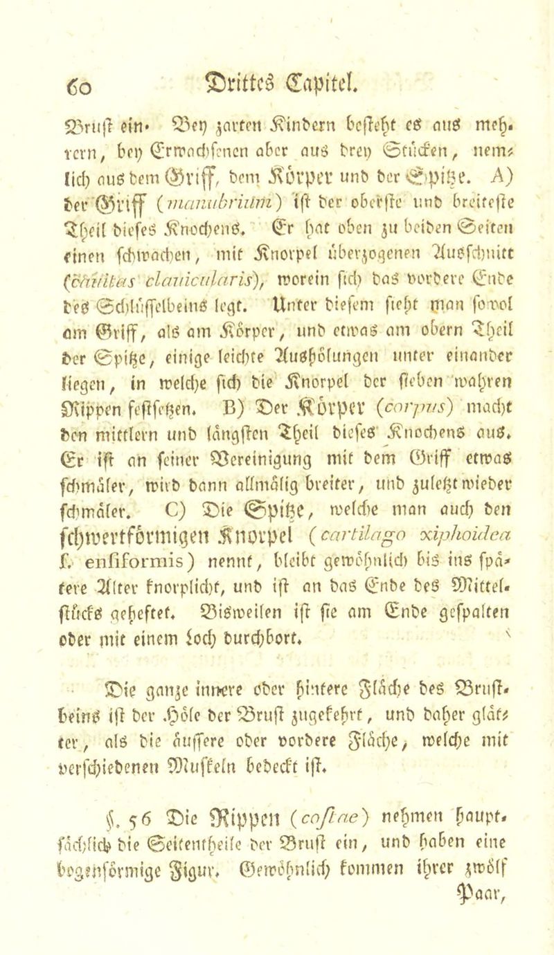 23rujl ein* garten ^in^crn befielt eö miel me^# rcni; bei; drn'od)fcncn oBcr au6 trci) 0tucf'en, nein# lid) ouß fcem @Vlff, bom 5\6rpci’ unö ber 0>piöe. A) ber'Q(5nff (fnanuhriiljn) ber obcrfic iinb brcife)ie ^f;d[ biefeö .^'nod;enö. ■ dr bnt oben ju beiben 0eiten einen fcbirodien, mit ivnovpd nbevjo.^enen 'Jiuofdinitt (cfyuUäs' clcaiiciilaris), irorein ftd) bnä oorberc (^iibc teö ^diluffelbeinö k^t. Unter biefem fiefpt oimi fo:t'd om 0viff, fllö öin ^6rpcr, unb ctivnS nm obern ^f;cil ber0pi^c, einige leidifc ^u^bofungen unter elnanber riegen, in Jt'e(d)e fid) bie jvnorpel ber j7ebcn 'loobren Stippen fefifefjen. B) 5^er Ä'üvpcv (corp7/s) mad)t bc-n mittlern unb (dngfien “ibeU biefeg' ^noebeng öug* de ift (in feiner Bereinigung mit bem öriff etroag fdimdfer, n?ivb bnnn a[Ima(ig breiter, unb ^ule^tnn’eber fdimd(er. C) 5)ie 0piße, mefcfie man and) ben fcpivertformiden 5noi’pd (cartUago xipkoüha f. enfiformis) nennt, bleibt gerrdbnlid) big ing fpd' ferc 2((ter fnorplid)^ unb ifl an bcig dnbe beg 5)iittef« fiiicfg geheftet» 53igioei(en i(> fie am dnbe gefpaiten ober mit einem iod; burd;bort»  ^ie gnn^e innere ober f)i-iferc ^dddje beg Brufi* being iR ber .^6(c ber Brufi jugefebrt, unb baber g(dt^ ter, tilg bie duffere ober porbere n>e(d;e mit Perfd;iebenen fDtuffeln bebecf't ijf* »5.56 T)\c 9?ippcil {coßne) nehmen'b^’upt# fdcf;ficbbie Seifentbede ber SrufI ein, unb haben eine bogtnfdrmige 3iguv, ©eirdbniid; fommen ihrer ^irdif