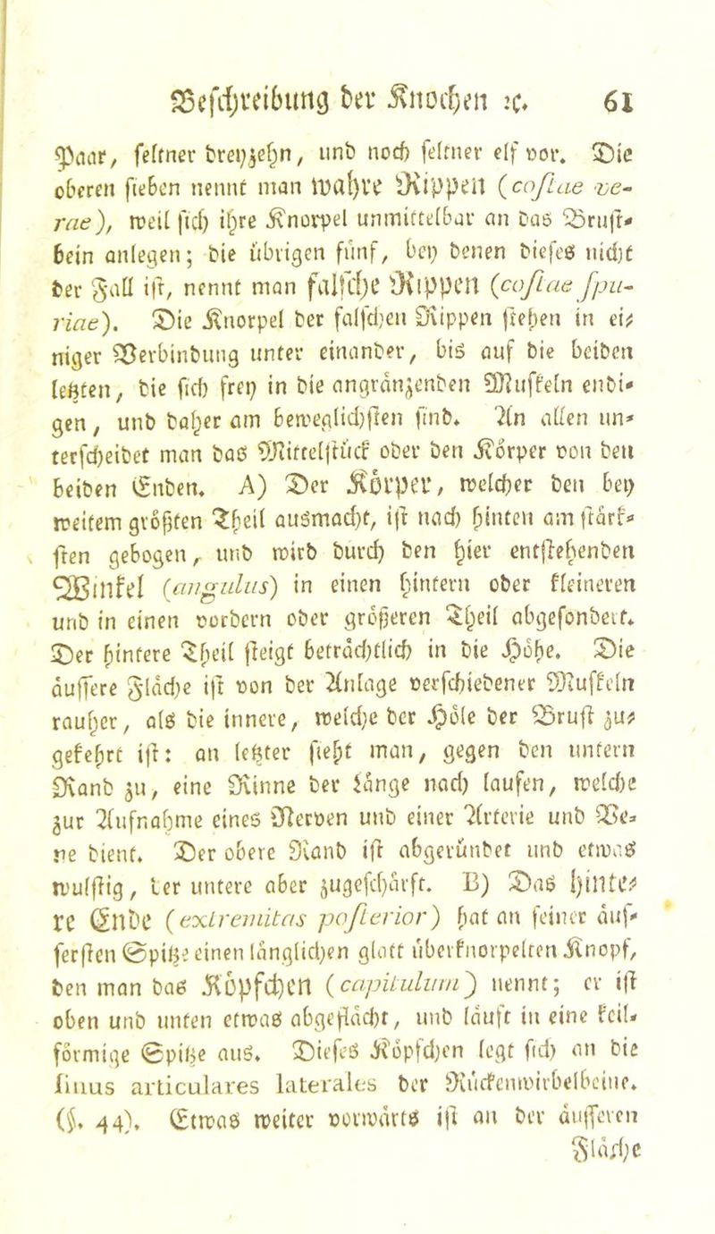 ^dcir, fefrner brei;jebn, unb nocf) fetrner elf t>oi\ 3Dlc o&ereti fteBen nennt man U)a()VC Ovi'ppeü {coßae 've- rae), reeil ftd} il)re Knorpel unmiftelBur an Das ‘iSrujt- 6ein anlegen; bie übrigen fünf, bei) benen biefe6 nid)f fcer 5‘aü ilf/ nennt man fdlflijC OiippCJt {coßae fpu^ riae). ^ie ilnorpel ber falfdjen Orippen (teben in aU niger ^erbinbiing unter eiminber, bis auf bie beiben leftten, bie fid} frep in bie angran^jenben £0?uffe[n enbi- gen, unb baber am bemeglid)rten finb* ?ln aüen un* tetfd)eibet man baö 9Jcifre(|tücf ober ben Körper oon beti beiben (£nbem A) ^cr ^01‘pei’/ melcber ben bei) treitem gv6|3ten auSmad)t, ijt nad) binten am i'tarf^ ften gebogen,, unb rnirb burd) ben entjlebenben S2BinfeI (anguLus) in einen binfern ober ffeineren unb in einen oocbern ober größeren ^beii abgefonbeit* ^Der hintere '$f;ci( jleigt beträd)tlicb in bie ^obe. S)ie auffere 5ldd}e ift von ber Jfnfage verfcbiebener SKuffdn rauher, a(S bie innere, meidje ber ^6(e ber 25rufi ^u^ gefebrt ijl: an (epter fiebt man, gegen ben unfern 9\anb 5u, eine Svinne ber ^dnge nad) laufen, n?eld)e gur 3(ufnobme eines ÖRetven unb einer 7(rterie unb 58e:. re bient, 33er obere 9ranb iü abgerünbet unb etmaS tvulfHg, ler untere aber 5ugefd)arft. 13) 2)aS rc (5nbc (exlremitns poßerior) bat an feinet dul ferflcn @pilje einen ldng(id)en glott überfnorpelrcn ilnopf, ben man bas Kopfd)Cn {capUuliim') nennt; er ift oben unb unten etroaS abgeddd)t, unb (dult in eine keil- förmige 0piüe aus, 3)iefeS Jf^opfdjen legt fid) an bie liiius arlicalares laterales ber ^)rucfcnii>irbelbcine, (§, 44). 0tn?aS tpeitcr voiipdrts i|l an ber üujTeren ^ldd;c