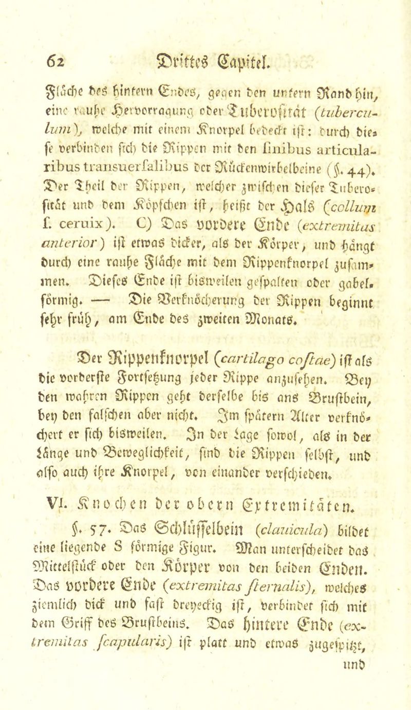§{i5cf)C filnfpvn g^qcn ten unfern eine raufu’ ^evverraqun.q c^e^'^ubciüfifät {tuhercu- lum)j wclcb? mit einem Knorpel ('et-eeJ-f ifr: turd) bie» fe terbinten ftd) bie CKippen mit ben liiiibus articula- ribustraiisuerfalibus Der S'iücfenwitbelbdne {^. 44)* 3>er Ibeil ber S\ippen, n'cidjcr 3ti'ifd:en biefer‘$:ubei-o* fit5t unb bem i^bpfdum ifl, ^eifK ber (cqUviji f. ceruix). C) bOl’Dere {extremitas anterior) ijl erreaö bider, alö ber :^orper, unb burd) eine ruu^e gludie mit beni Otippenfnorpei men. !J)iefcö ^£nbe iji bietreifen gefpvaften ober gnbef» förmig. — ®ie QTcvbnodierunq ber Stippen beginnt fe§r früf;, am (Enbe be6 ^ireircn ISKonat0. ^ev 9\ippcnfncrpel (cartUago co/rae)ifta[6 tic »crberjTe 5ovtfe|ung jeber 9uppe an^ufef^en. ^ci; ben mabren 0f\ippcn gefit berfelbe biö ung S5ruf}bein, bet; ben fa(fd)cn aber nicfK. fpatern 2(lfcr terfnö- d}crt er ftd; biöireüen. -agc fomol, afe in ber $5nge unb ?3cn)eglicf)feif/ fmb bie £Kippeii fdbft, unb alfo^aud; ihre .Knorpel, t>cn einanber t)erfd}iebetu VI. Knochen ber obern €'>’trcniitdtcn. §, 57. 5ba6 @Cl)Inj7dbein {danicula) bifbef eine (iegenbe S förmige Wlan unterfebeibet ba0 . ?'}iittdfiucf ober ben Körper oon ben beiben ^•|]beil. '>DaS Üöubcre (Snbe {extremitasßermlis), trclcbe^ Jicmlid) bief unb fafr brepeefig ift, Perbinbet fid) mit bem ©riff beß Srufrbein^. 3baö ftjntei’i’ ^nbe (e?x- iremilas feapularis) ifr platt unb etmaö jugefpujt, unb