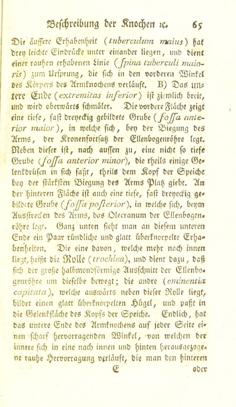 ^nod^ert ic# 6$ ( Güffcrc (Jr(iü&Gn§t’if {tuherculwn rnaius) ^at I trei; leid}fc Qji'nbrucf'e uiUei* einan&er liegen, unö bient einer rauFicn erhabenen linie (^Jpina tuherculi maio- ris) jum Urfprung, bie fid) in ben tjorberen 2ßinfe( be5 ivorperö bc^ '^innfnocbenö nerlauff. B) ©nö UHiS tat {extremitas inferior) i|} jirniHrf} breit, nnb roirb oberwärtö fcbmäfer* J^iewibere^’lacbe 5cigt eine tiefe, fafi brej^edPig gebilbefe {fojfa ante- rior maior), in n?eld;e ficb, bet; ber P^iegung bcS !Krmö, ber ^ronenfortfaf ber (^Kenbogenro^re fegt. Stieben biefer i|i, natf; ouffen ^u, eine nid)t fo tiefe @rube {foffa anterior minor), bie t^eiiö einige ®e» lenfbrüfen in fid; fapt, t^eilö bem i^opf ber @peicbc bei; ber fbdrfjien Biegung beg 7(rmö giebt. üxt ber Hinteren ^fdcbe i)l mid) eine riefe, fafi brcpecfig ge* bdbfte 0ritbe {foffapofLcrior\ in reeidte fid;, bei^m PKuSftreden beg 7ivmg, bog Cfecronum ber Srfenbogen* ro^re (egf* 0onj unten fielet man an biefem unteren 0nbe ein ^aar rünbiid^e unb glatt uberfncrpelte (£r^a* bcnfseiten» 2)ie eine bapon, n?e(d)e meftr nocb innen liegt,b^ffjt bie 9\üllt? {troclilea)^ unb bient bogu, ba^ fid) ber gvofje f;a(bmonbf6nnige 2lusfd;nitt ber (Sdenbo« genvöbre um biefelbe betregt; bie anbre {eininentia capitata)^ treidle ougirartß neben biefer ^{olle liegt, bilbet einen glatt übeifnovpelten Jpugel, unb pa|;t in bie 0elenffldd)e beß ilopfß ber 0pcid)c* (£nblid), ^at baß untere (Snbe beß 7(rmfnod)enß auf jeber 0eitc ei- nen fd;arf §errorragenben Sßinfel, -ron treldjcn ber innere fid) in eine nacf) innen unb hinten f;eraußge3oge« ne rauF;c ^perrorragung rerlduft, bie man ben binteren (X- ober