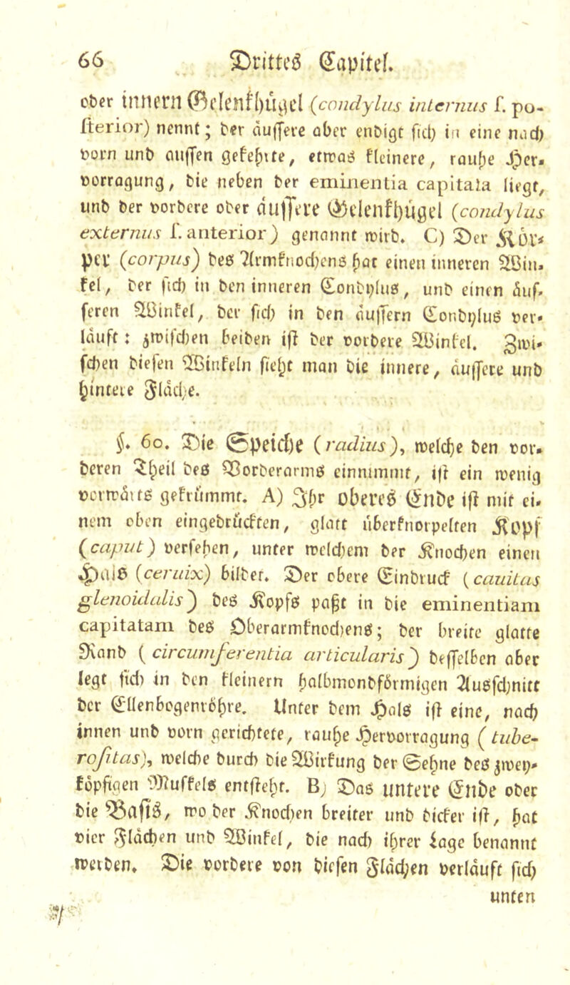ct)er Innern (Bl’lcnf I)tlvH'l {condylus internus f. po- fterior) nennt j ter duffere aber enDigt fict) in eine nud) born unt) cuiffen gefehlte, etn?Q!^ fleinere, rauf)e Jper. üorragung, fcie neben t>er emmemia capltala liegt, iinb ber t)orbcre ober dulJa’e ^denfl)Ugt’l {condylus externus L 'dntexior) genannt joirb. C)'^n SiOX* per {corpus) beß 7(rmfnod)cn6 ^at einen inneren SBin. fei, ber f'id) in ben inneren Sonbi;Iug, unb einen duf. feren Stüinfel, ber fid} in ben du|Tern Conb^uö oer* lauft: jroifdKn beiben i|l ber oorbere 5ii3in(el. ^iin* fd)en biefen ®infeln fielet man bie innere, du|Jere unb ^tnteie 5ldd;e. §, 6o. 2)ie 0peid)e (radius), n)eld)c ben tor. beren ^Ipeil beß SBorberormß einnimrnt, ift ein toenig »crtrditß gefriimmt. A) ;3if;r oberem (;Vnbe if? mit cl mm eben eingebrüeften, glatt uberPnorpelten {caput) oerfeben, unter irc(d)em ber ^noeben eincti ^uiß {ceruix) bilber, ©er obere (Einbruef (cauiius glenoidalis'^ beß j^opfß pa^t in bie eminentiani capitatam beß £)berarmfnod)enß; ber breite glatte fKanb f circujjiJ'eientiu civticulcLvis'^ beffelben aber legt ftd) in ben fleinern b^lbmonbförmigen 2lußfdjnitc ber €llenbogenr6f)re. Unter bem J^olß ifl eine, nach innen unb oorn gcrid)fete, rauf)e ^ernorragung {tiibe- Toßtcis)^ welche bureb bie Säjirfung ber ©e^ne beß jwep» fopftgen ':>)?uffelß entflef;t. B; ©aß untere ^ube ober bie wo ber .^nocf)en breiter unb biefer iß, f)üt vier ^Idcben unb Qöinfel, bie nad) if;rer iagc benannt tpciben. ©ie borbere oon biefen 5ldd;en berlduft fid; unten
