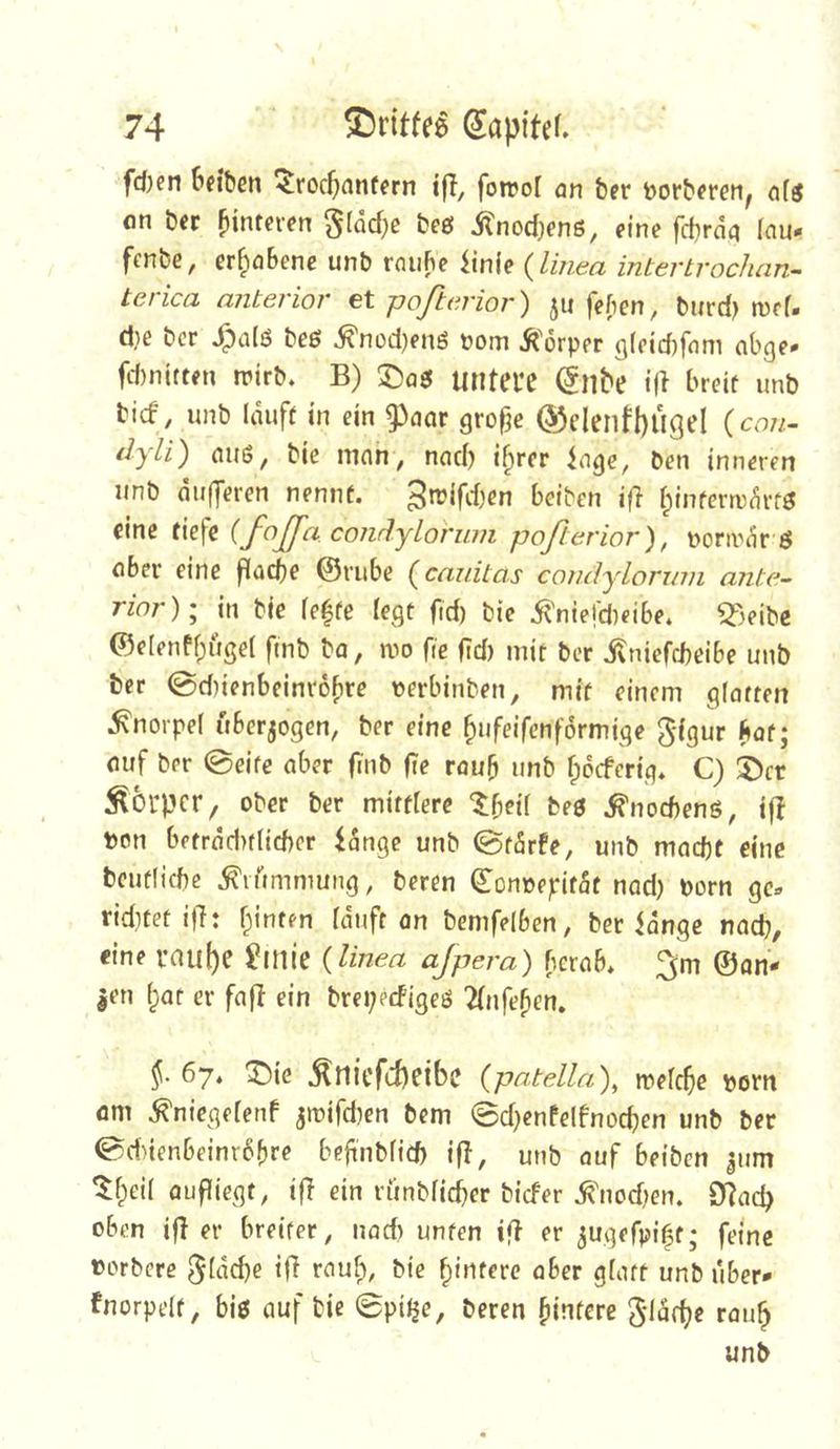 fd)en öfibeti Trochantern ifl, foreol an ber borberen^ a(s on ber hinteren gfdche beß itnocf^enß, eine fcfirna lau- fcnbe, erhobene unb muhe iinie {linea intertrochan- terica anterior et poßerior) ju feben, burcl) toef- d}e bcr ^alß beß ^nod}enß üom it'orper (](eicf)fom abge- fitniften »rirb. B) untere ^nhe ifl breit unb bicf, unb lauft in ein g3aar gro^c ©elenfbugel {con- dyli') auß, bie man, nach ihrer iogc, ben inneren unb dufferen nennt, ^n^ihh^n beiben ifl hinfern)drfß eine tiefe {foßa cojidylorum poßerior), norivdr ß ober eine flache ©rube (canitas condylormii ante- rior)'^ in bie fehfe (egt fid) bie 5tniefd)eibe. ^^eibe ©elenfhugel ftnb ba, mo fie (id) mit ber ilniefcbeibe unb bcr 0d)ienbeinr6hre verbinben, mit einem gloften Knorpel uberjogen, ber eine hnfeifenformige gdgur hat; ouf ber 0eife aber (inb (Te rauh nnb hocferig. C) 5)cr Körper, ober ber mitdere Theil beß .^noebenß, i|! ton bftrdd)t(id)cr iange unb 0tdrfe, unb macht eine beufliche .^lummung, beren ©onoepitdt nad) porn gc:. riditet i|7: hinten (dtift an bemfelben, ber idngc nach, €ine rauhe ^inie {linea ajpera) berob. ^m ©an* |en hot er fafi ein brepeefigeß 2tnfehen. 67. T)k .^niefcheibe (patella), melche Porn om .^niegefenf jipifd)en bem 0d}enfelfnochen unb ber 0dnenbeinr6hre befinbrid) ifl, unb auf beiben ^um Theil oufliegt, ifT ein riinblicher biefer .^nod;)en. 9]ach oben ifl er breiter, nad) unten ifT er ^ugefpifif; feine porbere ^(dche ifi muh, bie hintere aber glatt unb über* fnorpelt, biß auf bie 0pitje, beren hintere 5*Idche rauh unb