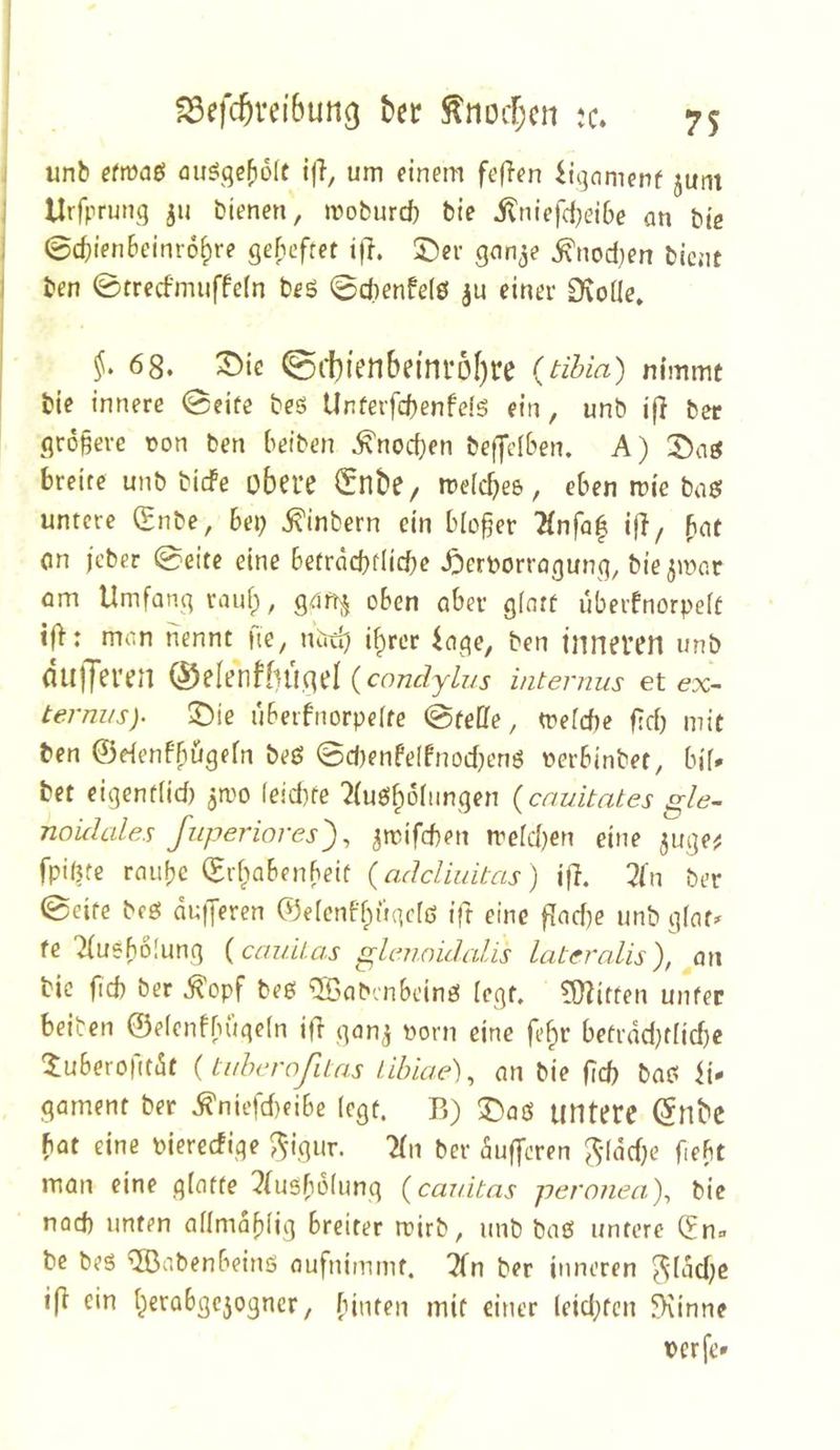 unb efmae <uiöqe()6(t ijl, um einem fefTen ii^amenf juni Urfrrunq ju bienen, moburd) bie ilniefd^eibe an bie (gc^ienbeinro^re ge[ieftet i)|. ^ev gnnje ^nodjen bient ben 0fred'muffe(n beö ©cbenfelö ju einer Dvoüe. §. 68. ^ie (Si1)ienbei'nrÖI)te (Ubia) nimmt bie innere ©eite beö Unterfd)enfds ein, unb i(l bet größere oon ben beiben ^noeßen be|Jdben. A) X)aö breite unb biefe obere Snbe/ ire(d}e&, eben mic basf untere (Bnbe, bei) ^inbern ein bloßer Unfa^ iß/ ßat on jeber ©eite eine betracßtlicße .^Jerborragunq, bie ^wor am Umfang rauf;, gan^ oben aber glatt uberfnorpelt iff: man nennt fie, nud) i^rer 4age, ben inneren unb dulTeren (^elehtljüqd (condyä/s internus etex- terniis). ^ie uberfnorpelte ©teCfe, trelcbe f-d) mit ben ©eienffiügefn beö ©d)enfe(fnod)enö oerbinbet, bif» bet eigent(id) ^mo (eid)fe 7(ufiif)6(nngen {enuitates gle- noidales fuperiores')^ ^mifeßen meld)en eine 5uqe;j fpißte raube (Erf>abenbeit {adcliuitas ) ifi. 2ln ber ©eite beg dufferen ©elcnff^ügclß ift eine ß[ad)e unb g(af^ fe'^ußbolung {cauUas glenoidalis lateralis), an bie fid) ber ^opf beß ‘5Babcnbeinß (egt. föZitten unter beiben ©e(cnfbuge(n ifr gonj toorn eine fe^r betrdd)f(id)e 5uBerot(tdt {tidycroßlas libiae)^ an bie ficß baß ii* gament ber .^niefd)eibe (egt. B) ^aß untere ^nbc hat eine piereefige ^igur. :Hn ber dufferen ^^ddd)e fiebt man eine glatte 2(u5b6(ung (cardtas peronea)^ bie nad) unten a((mdf)(ig breiter mirb, unb baß untere (fn^ be beß '®abenbeinß aufnimmt. !2fn ber inneren ^(ddje i(l ein l^erabgcjogncr, binten mit einer leidsten fKinne perfc*