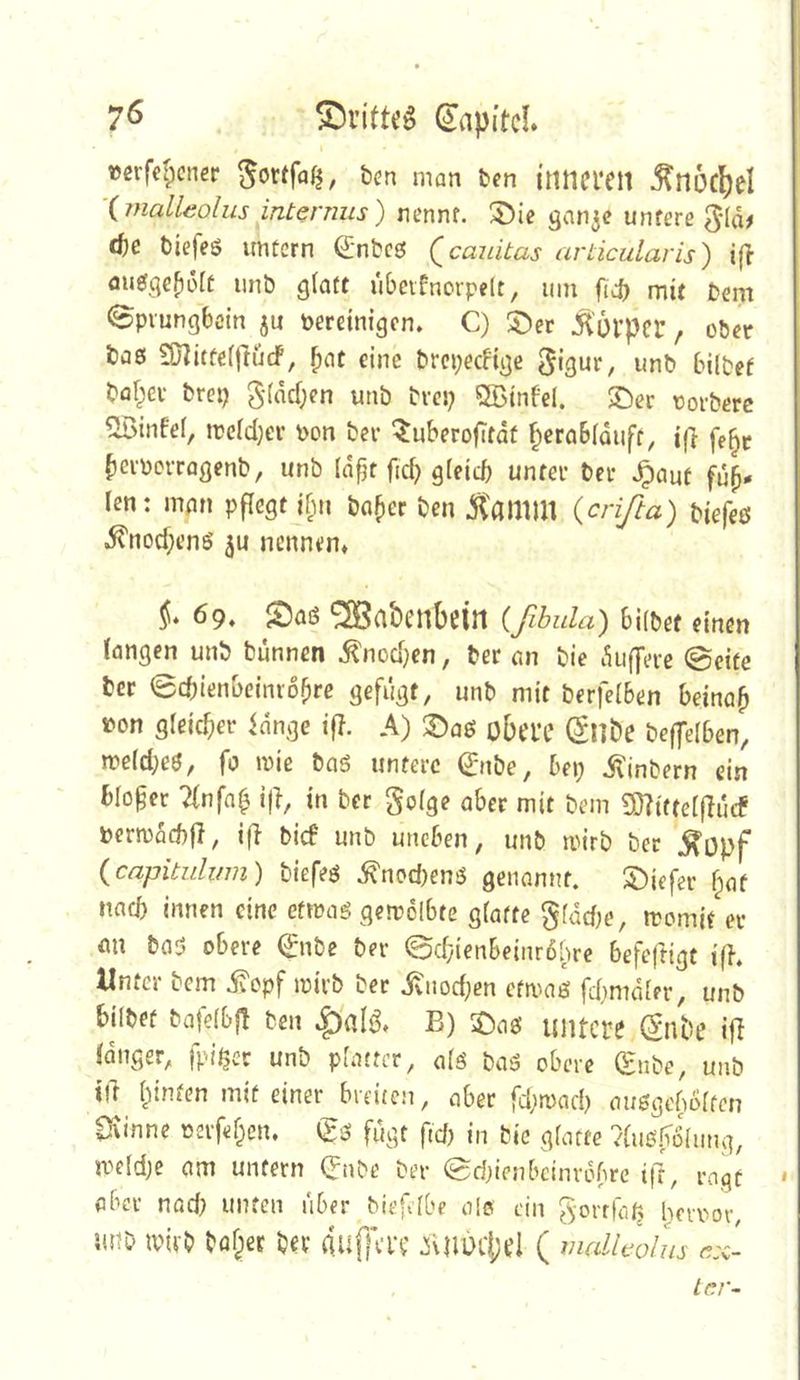 7^ (Kapitel »ßrfefpener ^ortfajj, ben man ben inneren ^nÖcl)eI '{jnalleolus internus) nennf. ^ic ^an^e untere 5-Id# ä)e biefes unfern (5:nbcg! Qcauitas ariicularis) m«0Se^6[f iinb glatt ubeifnorpelt, um fi4> mit bem epvungböin 5u bereinigen. C) S)er JHovper, ober baß 3J^itfel|tucF, eine brepeefige unb bilbef bof^ev brei) S*(drf;en unb brcj; QBinfel. ^ec torberc Eintel, n?eld;er bon ber ‘^uberofitdf f^erablduft, i(} fe§r beiborragenb, unb Id^t fiel) gleich unter ber .^aut fül- len: man pflegt ifm ba^er ben ^amm {crißa) biefeß 5vnod;en0 nennen* 69. S)aß '^abenbein (ßbula) bilbet einen langen unb bunnen .^nod^en, ber an bie duffere @eite ber 0chienbeinrobre gefugt, unb mit berfelben beinah bon gleicher idnge if}. A) S)aß obere (5nt>e beffelben, ibeld;e0, fo mie baß untere 0ibe, bei; ilinbern ein bloger 2(nfah i|l, in ber golge aber mit bem Si}?{ftelf}ucf bern)dd)f], i(i bief unb uneben, unb wirb ber ^opf {capitidwn) biefeß .^nod;enß genannt. S)iefer f;at nach innen eine efmaS getrolbte glatte glddie, n'omit er <m baß obere 0ibe ber @cf;ienbeinr6bre befeftigt ifb. Unter bem i?cpf mirb ber itnod;en etn^aß fd;mdler, unb bilbet bafelbf! ben 4)al^* B) ^)aß untere (Snbe i|l langer, fpi^er unb plmtcr, alß baß obere (Hube, unb ift hinten mit einer breiten, aber fd;n)ad) außgcboltcn C!\innc oerfehen. fugt fiel; in bic glatte ?(uß^limg, meld;e am unfern (Jnbe ber ed;ienbcinrdbrc ifr, mqt . aber nad; unten über biefdbe olo ein gorrtap, beroor, m?b mivb hoher ber duj]a-i? dUmcprl ( malUolus r.x- Lr.r~