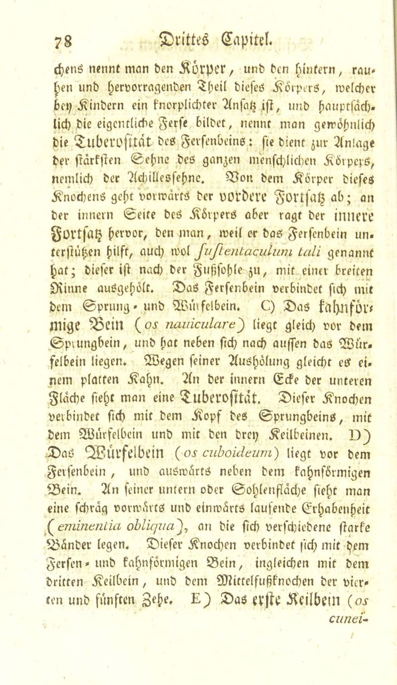 djeng nennt mon ben ^orpcr, unb ben fn'nfern, rau* |)en unb f;ert»orragenb-en bicfeö i\orptr5, welcbcr bei; ^inbcrn ein fncrplicbter 2(n)a^ ,ifl, imb bnuptfdrf). lid; bie eigentlicbe Bilbef, nennt man geirofinlid; bie ‘$:uberofttdt beet gevfenbeing: fie bient jur Einlage ber |idrf|len 0e(ine bc6 ganzen menfcl;IiclH’n ^örpevö, nemlid) bec ^(cBillepfeBnc. 35ou bem Körper biefeö jvnodKnö geht poitrdvfö ber DOtbt’VC 'Sortfa^ ab; an ber innein 0eife bcö itdiperö ober rogt ber jniifl’C güVtfa^ ^eroor, ben man, meÜ er baes gerfenbein un« tcrjlu^en ()ilft, aud; moi Jußentacidum tali genannt bat; biefet ij} nad) ber gu^foble ju, mit einn Breiten Spinne auögef)ü(t. 2>aS ^erfcnBetn ücrBinbet fid; mit bem 0prung» unb ^Mufelbein* C) 3)aö fä()Jifül’< niige ^cin {os nauiculare) liegt gleid; ror bem 0piungbein, unb ^at neben ficb nach auffen baö ®iir- felBein liegen. 2Begen feiner 2(uöl;dlung gleicht eef ei. nein platten ^afpn. 2(n ber innern Sefe ber unteren §ldd)e ftei^t man eine ^uberofttdt. S^iefer ^nod;en veiBinbet ftrf) mit bem dftopf beö 0prungbeinö, mit bem ^urfelbcin unb mit ben brei; Keilbeinen. D) -X)aß ‘SBÜvfelbein ( os Ciiboideum) liegt por bem gcifenbein , unb auön^drtö neben bem fa^nförmigen ^ein. 2(n feiner untern ober 0ol;lenfldd}e fie^t man eine fcbrdg porniiivte! unb einrodrtö laufenbe ^rl;abenpeit f^eminentia obliqiia^^ an bie ftd) perfd)iebenc flarfe ^dnber legen, 33iefer Knochen nerbinbet fid; mit bem 5-erfen»unb fahnfdrinigen 25ein, ingleicben mit bem britten Keilbein, unb bem ?0?ittclfu§fnod)en ber picr* ten unb fünften E) ^'tilbcin {os ciinei-