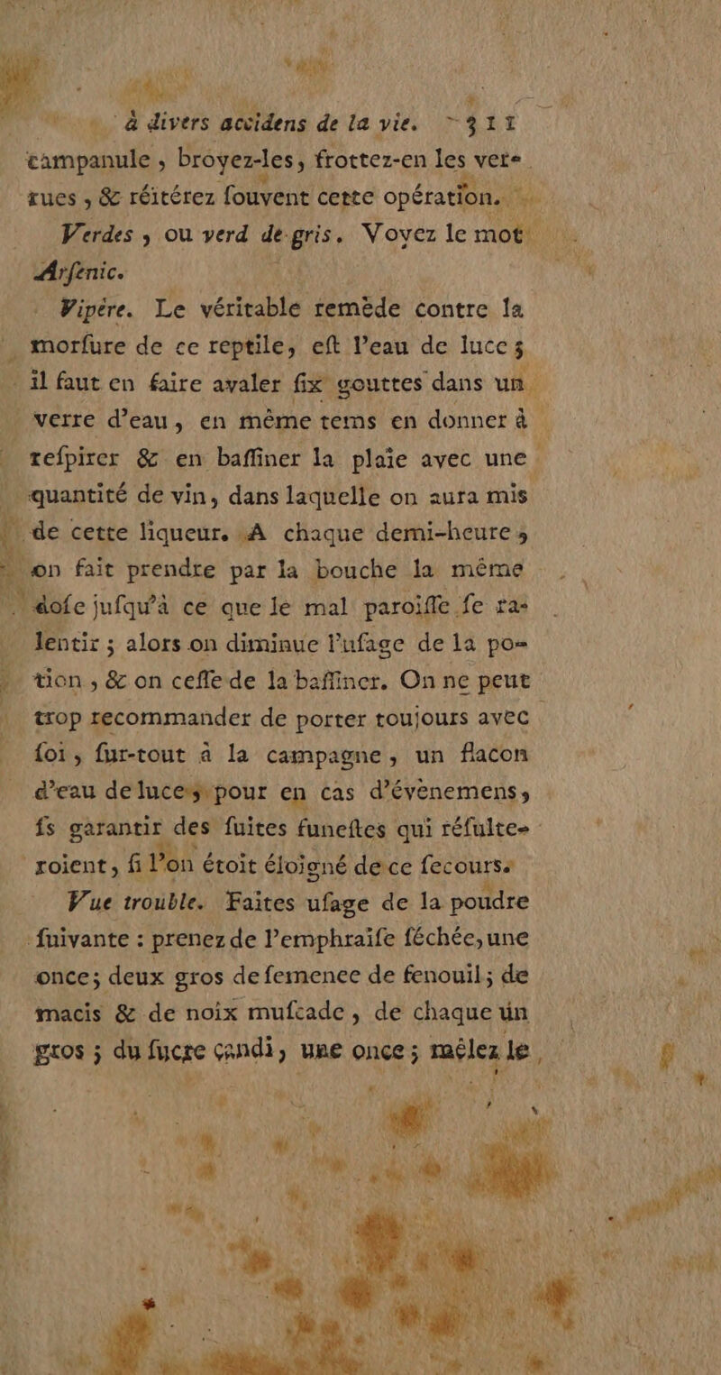 campanule , broyer-les, frottez-en les vers. Arfenic. Vipére. Le véritable remède contre Îa . morfure de ce reptile, eft l’eau de lucc3 quantité de vin, dans laquelle on aura mis { de cette liqueur. A chaque demi-heure; S on fait prendre par la bouche la même Mie jufqu’à ce que lé mal paroïffe. fe ra- R lentir ; ; alors on diminue l’ufage de la po= . tion, &amp; on ceffede la baffincr. On ne peut | trop recommander de porter toujours avec | oi, fur-tout à la campagne, un flacon d’eau de lucerss pour en cas d’évenemenss ‘roient, fi l’on é étoit éloigné dece fecourss Vue trouble. Faites ufage de la poudre fuivante : prenez de l’emphraïfe féchée,;une once; deux gros de femence de fenouil; de macis &amp; de noix mufcade, de chaque un