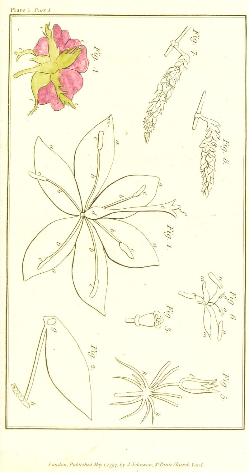 Plate 1 I. I.onJtm, Mny hy J Johru^on, S*htnh thurrli V,iri1