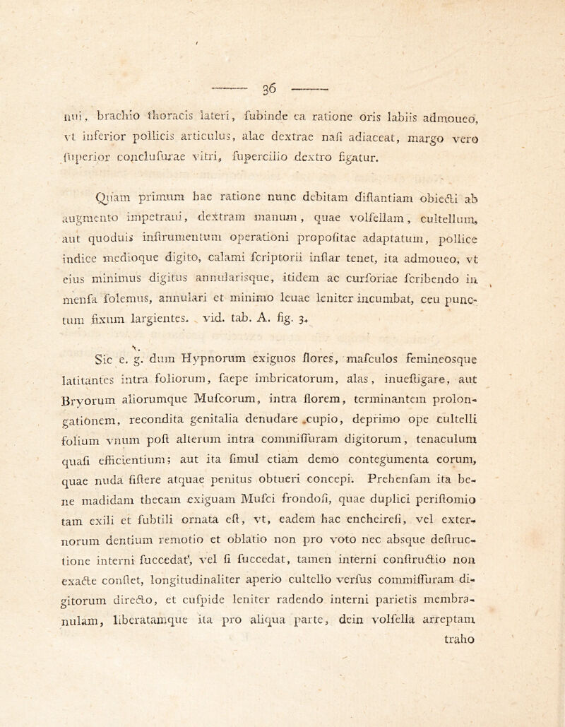 iuii, braclilo tkoracis lateri, fubinde ea ratione oris labiis admoneo, \1, iiiferior pollicis articulus, alae dextrae nati adiaceat, margo vero fiiperior cojiclufuxae fuperciiio dextro figatur. Q^uam primum hac ratione nunc debitam diflantiam obiedi ab augmento impetraui, dextram manum, quae volfellam, cultellum, aut quoduis inflrumentum operationi propofitae adaptatum, pollice indice medioque digito, calami feriptorii inllar tenet, ita admoneo, vt cius minimus digitus annuJarisque, itidem ac curforiae feribendo iu menfa folemus, annulari et minimo leuae leniter incumbat, ceu punc- tum fixum largientes, vid. tab. A. fig. 3^ Sic e. g. dum Hypnorum exiguos flores, mafculos femlneosqiie latitantes intra^foliorum, faepe imbricatorum, alas, inuefligare, aut Bryorum aliorumque Mufeorum, intra florem, terminantem prolon-» gationem, recondita genitalia denudare ,cupio, deprimo ope cultelli folium vniim poft alterum intra commifluram digitorum, tenaculum quafi eflicientiiim; aut ita fimul etiam demo contegumenta eorum, quae nuda fifiere atquae penitus obtueri concepi; Prehenfam ita be- ne madidam thecam exiguam Mufei frondofi, quae duplici periftomio tam exili et fubtili ornata efl, vt, eadem hac encheireli, vel exter- norum dentium remotio et oblatio non pro voto nec absque deftruc- tione interni fuccedaf, vel R fuccedat, tamen interni conftrudio non exade confiet, longitudinaliter aperio cultello verfus commiffuram di- gitorum diredo, et cufpide leniter radendo interni parietis membra- nulam, liberatamque ita pro aliqua parte, dein volfella arreptam traho