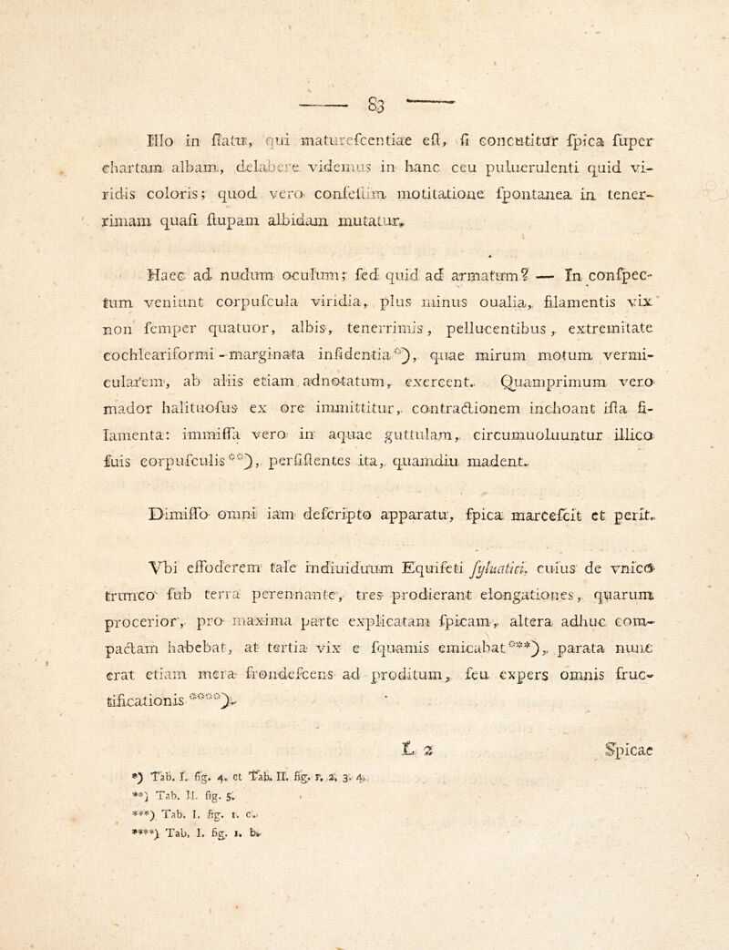 . l ■ Illo in fiatui, qui maturefcentiae ell, vfi Goncntltar fpica fupcr chartam albam., delabere. videmus in hanc ceu pukierulenti q^nid vi- ridis coloris; quod veivr confetlim. niotitatione fpon.taiica. in tener- riniain quali flupam albidam mutatur» Haec ad nudum ocultim; fed quid ad armatum? — In conlpeC” tum veniunt corpufcula viridia,, plus niinus oualia,, filamentis vix #* non femper quatuor, albis-, tenerrimis, pellucentibus, extremitate eochlcariformi- marginata infidentia*^, quae mirum motum vermi- cularem, ab' aliis etiam.adno-tatum,. exercent.. Qiiamprimum vero mador halituofus ex ore immittitur,- contradionem inchoant illa fi- lamenta: immifia vero^ in aquae guttulam,, circumuoluuntur illica £uis eorpufculis perfifientes ita,, quamdiu madent» . I Dimiffb- omni iani' deferipto apparatu^ fpica marCeficit ct perit» Vbi effoderem’ tale indiuiduum Equifcti JyluaticL cuius' de vnices^ trunco' fub terra perennante, tres- prodierant eiongationes,, quarum procerior,- pro maxima parte explicatam fpicam,. altera adhiic com- padam habebat, at tertia vix e fquamis emicabat'^'''),, parata nunc erat etiam mera frondeficens ad proditum;,, feu expers omnis fruc« tificationis • . t a Spicae *) TaB. t. fig. 4, et ir. fig, r, a; 3v4> Tab. J;i. fig. 5; » Tab. L ftg. I. c..- € * Tab. 1, fig. I. W f