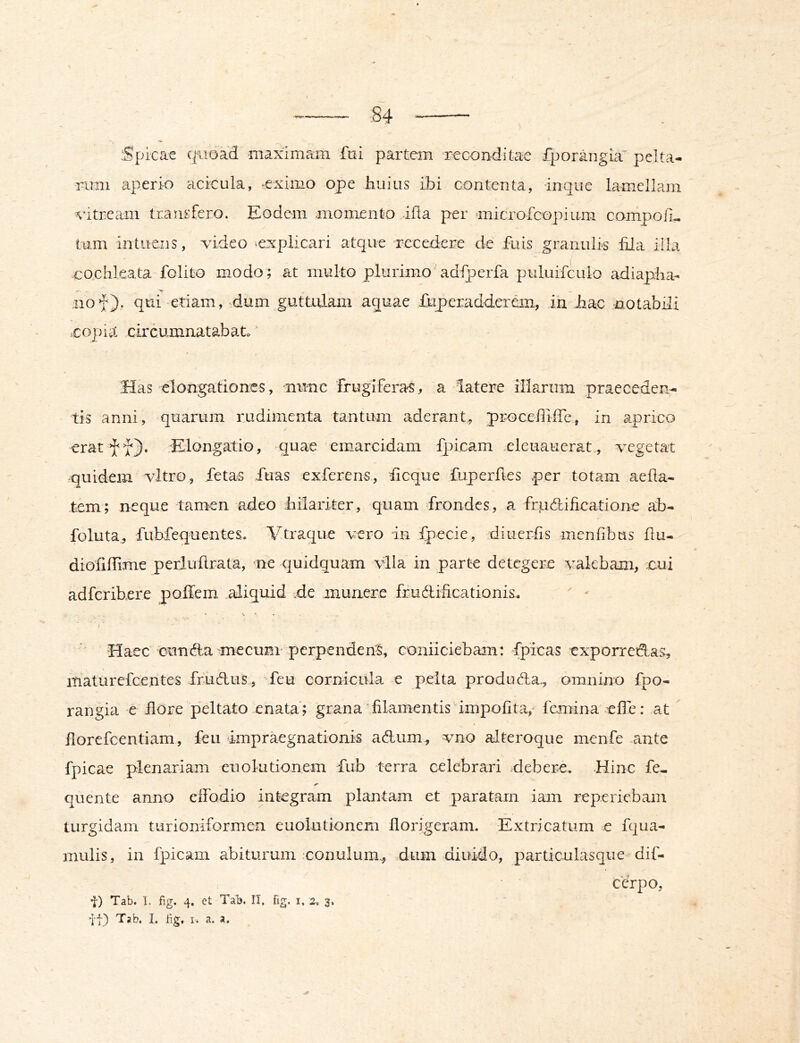 — spicae qiidad maximam fui partem reconditae fporangia' pelta- rimi aperio ackula, eximo ope huius ibi contenta, inque lamell?an vitream transfero. Eodem momento ifia per microfcopium compotio tum in tuens, video explicari atque recedere de fuis granulis liia ilhi eo.chleata folito modo; at multo plurimo' adiperfa puluifculo adiapha- nof}, qui -etiam, -dum guttulam aquae ftiperaddcrem, in Jiac -notabili eopi^: circumnatabato' Has elongationes, nunc frugiferas, a latere illarum praeceden^ tis anni, quarum rudimenta tantum aderant, proceiliffe, in aprico eratff]). Elongatio, quae emarcidam l]3icam .eleuatierat,, vegetat -quidem vitro, fetas ftias exferens, ficque fuperfles per totam aefia- tem; neque tamen adeo hilariter, quam frondes, a frpdificatione ab- foluta, fubfequentes. Vtraque vero in Ipecie, diueriis menhbus 11 u- diofiffime perluhrata, ne quidquam vlla in parte detegere valebam, cui adferibere poifem aliquid -de munere frudilicationis.  - * % ' • I' 'Haec' ounfta mecum’perpenden-S, coniiciebam: fpicas exporredlas, inaturefcentes ffiudus, feu cornicula e pelta produeda., omnino fpo- rangia e hore peltato enata ; grana' filamentis impolita,- fcmina clTe: at llorefcentiam, feu impraegnationis adum^ vno alteroque menfe .ante fpicae plenariam eiiolutionem fub terra celebrari debere. -Hinc fe- quente anno effodio integram plantam et paratam iam reperiebam turgidam turioniformen euolutionem florigeram. -Extricatum e fqua- mulis, ia fpicam abiturum conulum.., dum diuMo, particulasque-dif- cerpo, t) Tab. 1. fig, 4. ct Tab. II, fig. i, 2, 3, 7f) Tab. 1. bg, I. a. a.