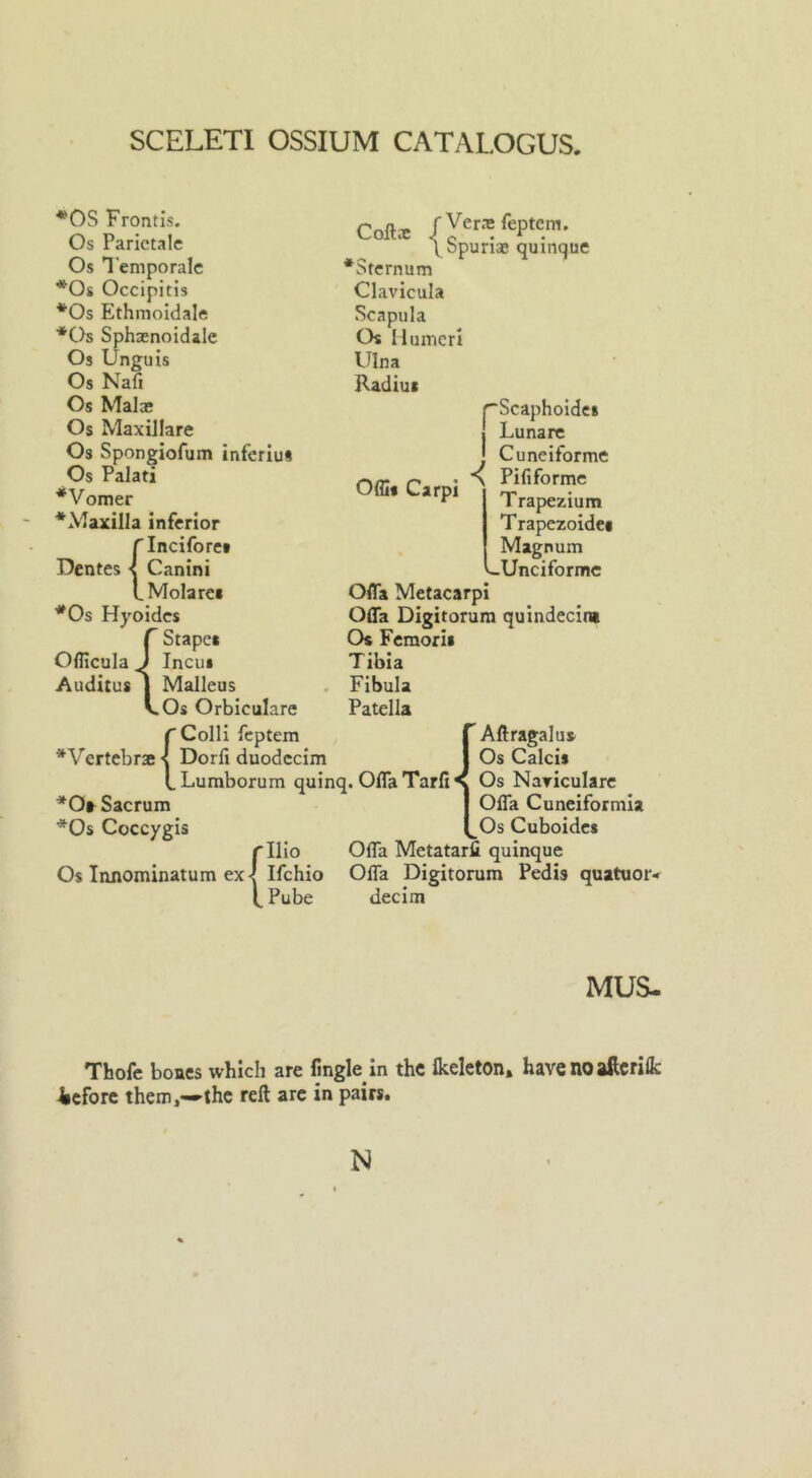 SCELETI OSSIUM CATAL.OGUS, *0S Frontis. Os Parictale Os Tempo rale *Os Occipitis *Os Ethmoidale *Os Sphasnoidale Os Unguis Os Nafi Os Mala; Os Maxillare Os Spongiofum inferius Os Palati ‘Vomer ‘Maxilla inferior ( 'Incifore* Dentes < Canini .Molares *Os Hyoides | Stapes Offcula „ J Incus Auditus | Malleus V.Os Orbiculare Coftx fVerafeptem. \ Spuria; quinque ‘Sternum Clavicula Scapula Os Humeri Ulna Radius Offi* Carpi rScaphoides Lunare ] Cuneiforme N Pififorme Trapezium Trapezoidea Magnum Unciformc Offa Metacarpi Offa Digitorum quindecim Os Femorii Tibia Fibula Patella C Colli feptem ‘Vertebrae < Dorfi duodecim LLumborum quinq. OffaTarlH *On Sacrum *Os Coccygis rllio Os Innominatum ex' Ifchio t Pube Aftragalus Os Calcis Os Nariculare Offa Cuneiformia ^Os Cuboides Offa Metatarfi quinque Offa Digitorum Pedis quatuor- decim MUS- Thofe bones which are Angle in the flceleton, have noafterilk iefore them,—'the reft are in pairs. N