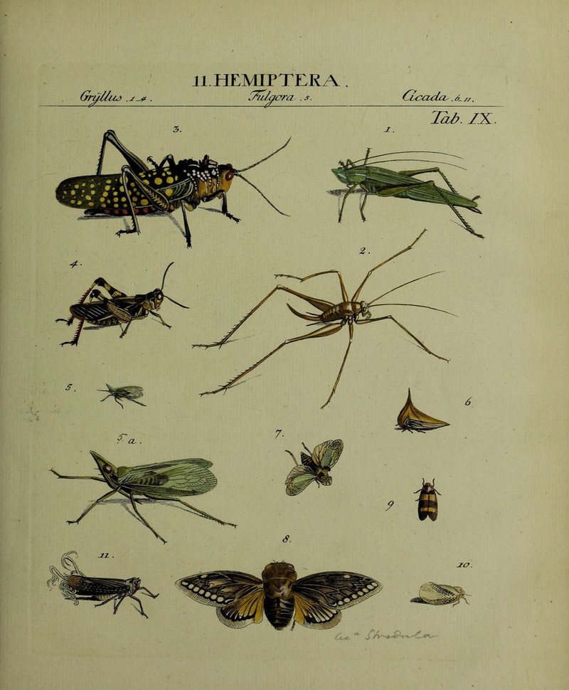 / Grtfl/iLi „ 11 HEMIPTERA. 7/77 . S. (Gcida,. £. La/>. ZX.