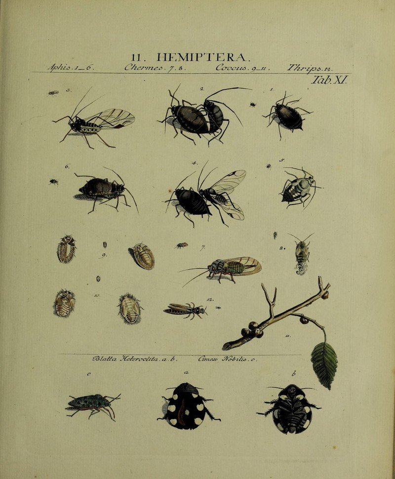 .fo/uZ . j 6. 11. HEMIPTERA. C .7.&. CZcrc‘^^-6 .