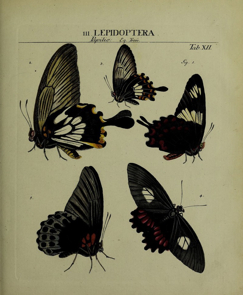 m LEPIDOrTERA