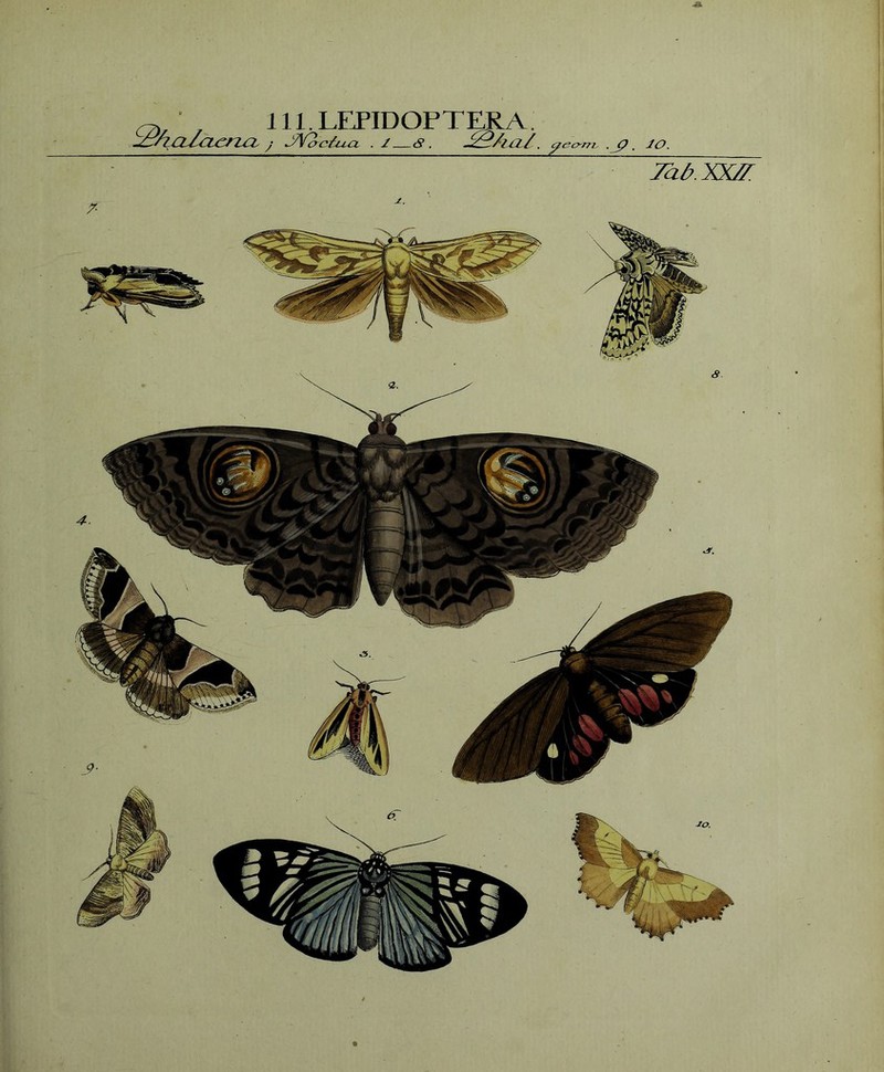 lll.LEPIDOPTERA. j jAfcrciu.ct .2 <S . JgAaJ_ ,Jp , 20.