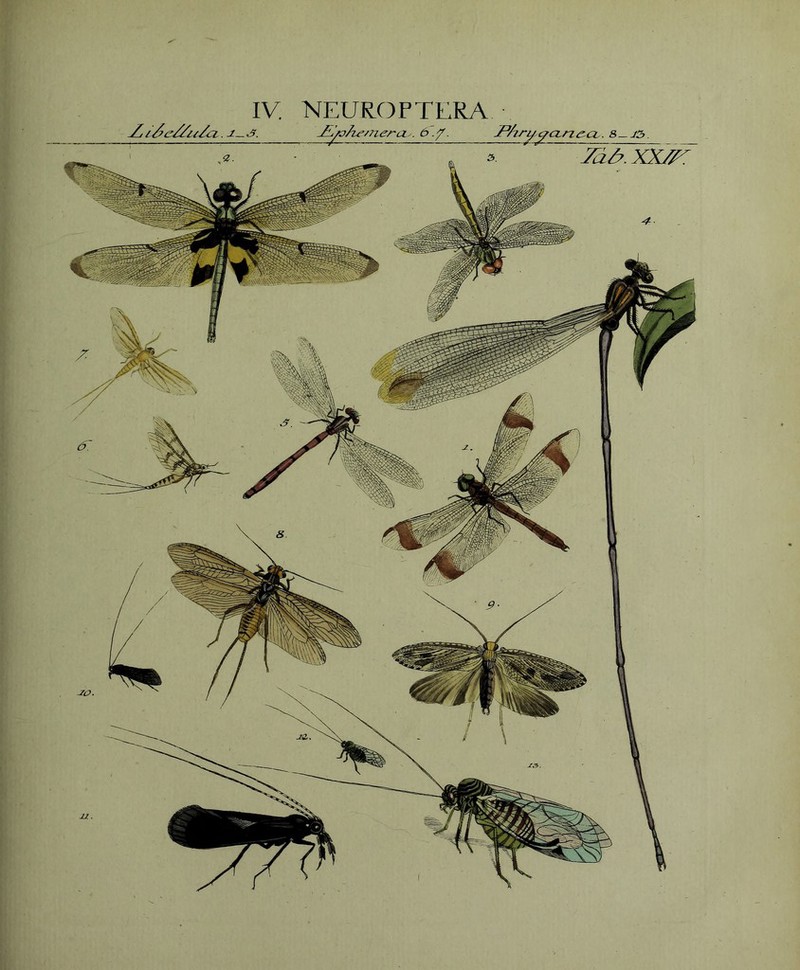 IV. NEUROFTERA