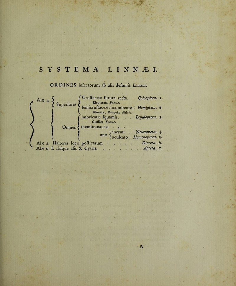 ORDINES infectorum ab alis defumit Litirums. Alse 4 C Cruftacese futura reda. Cokoptcra. i. Superiores / Eleuterata Fabric. ^ j femicruftacese incumbentes. Hemiptcra. z. ^ Ulonata, Ryngota Fabric. f imbricatse fquamis. . . Lepidoptera. 3. | / Gloffata Fabric. Omnes membranacese .... I ( inermi . Neuroptera. 4. { { *no \ aculeato . Hymenoptera. 5. Alse 3. Halteres loco pofticarum Diptera. 6. Alse o. f. abfque alis & elytris Aptera, 7. A