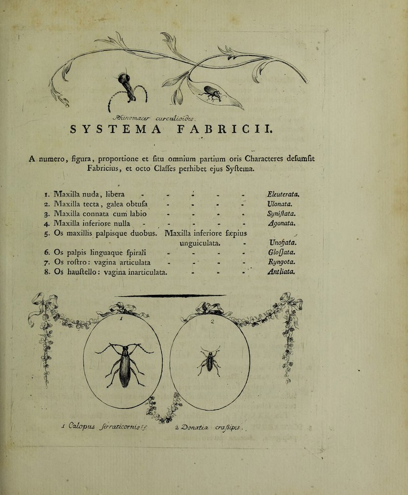 J^/iinamajcer cus-cuLLaLdes. SYSTEMA FABRICII. A numero, figura, proportione et fitu omnium partium oris Characteres defumfxt Fabricius, et octo Clades perhibet ejus Syftema. 1. Maxilla nuda, libera 2. Maxilla tecta, galea obtufa 3. Maxilla connata cum labio 4. Maxilla inferiore nulla 5. Os maxillis palpisque duobus. - m Eleuterata. Vlonata. Synijiata. Agonata* Maxilla inferiore fsepius j, unguiculata. - Unotjata, Glo flata. Eyngota. Antliata. 6. Os palpis linguaque fpirali 7. Os roftro: vagina articulata 8» Os hauftello: vagina inarticulata. a 2g>crnottLjz crafsipts,