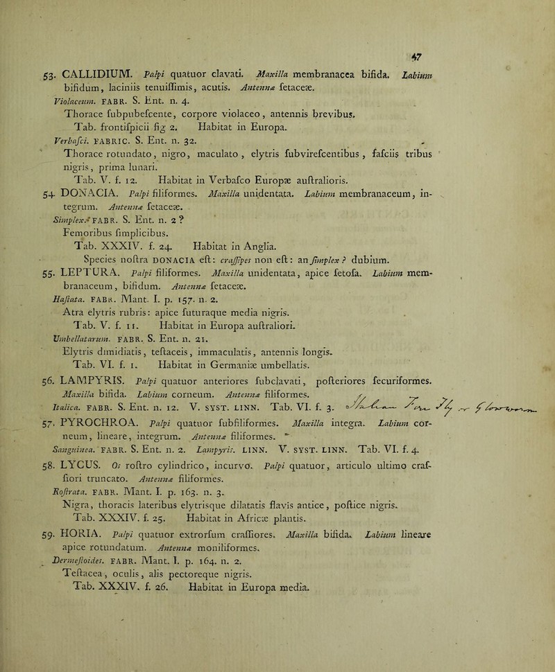 53- CALLIDIUM. Palpi quatuor clavati. Maxilla membranacea bifida. Labium bifidum, laciniis tenuiffimis, acutis. Antenna fetacese. Violaceum. FAB R. S. Ent. n. 4* Thorace fubpubefcente, corpore violaceo, antennis brevibus, Tab. frontifpicii fig 2. Habitat in Europa. Verbafci. FABRIC. S. Ent. n. 32. Thorace rotundato, nigro, maculato, elytris fubvirefcentibus , fafciis tribus nigris, prima lunari. Tab. V. f. 12. Habitat in Verbafco Europae auftralioris. 54. DONACIA. Palpi filiformes. Maxilla unidentata. Labium membranaceum, in- tegrum. Antenna fetaceae. Simplex.' FAB R. S. Ent. n. 2 ? Femoribus fimplicibus. Tab. XXXIV. f. 24. Habitat in Anglia. Species noftra DONACIA eft: crajjlpes non eft: an fimplex ? dubium. 55. LEPTURA. Palpi filiformes. Maxilla unidentata, apice fetofa. Labium mem- branaceum, bifidum. Antenna fetacese. Hajlata. FABi<. JVlant. I. p. 157. n. 2. Atra elytris rubris: apice futuraque media nigris. Tab. V. f. 11. Habitat in Europa auftraliori. Umbellatarum. FAB 11. S. Ent. n. 21. Elytris dimidiatis, teftaceis, immaculatis, antennis longis. Tab. VI. f. 1. Habitat in Germanise umbellatis. 56. LAMPYRIS. Palpi quatuor anteriores fubclavati., Maxilla bifida. Labium corneum. Antesina filiformes. Italica. FABR. S. Ent. n. 12. V. SYST. LINN. Tab. VI. pofteriores fecuriformes. 57. PYROCHPvOA. Palpi quatuor fubfiliformes. Maxilla integra. Labium cor- neum, lineare, integrum. Antenna filiformes. *~ Sanguinea. FABR. S. Ent. n. 2. Lampyris. LINN. V. SYST. LINN. Tab. VI. f. 4. 58. LYGUS. Os roftro cylindrico, incurvo. Palpi quatuor, articulo ultimo craf- fiori truncato. Antenna filiformes. Rojlrata. FABR. Alant. I. p. 163. n. 3. Nigra, thoracis lateribus elytrisque dilatatis flavis antice, poftice nigris. Tab. XXXIV. f. 25. Habitat in Africte plantis. 59. HORIA. Palpi quatuor extrorfum craffiores. Maxilla bifida. Labium lineare apice rotundatum. Antenna moniliformes. Lermefioid.es. FABR. Mant. 1. p. 164. n. 2. Teftacea, oculis, alis pectoreque nigris. Tab. XXXIV. f. 26. Habitat in Europa media.