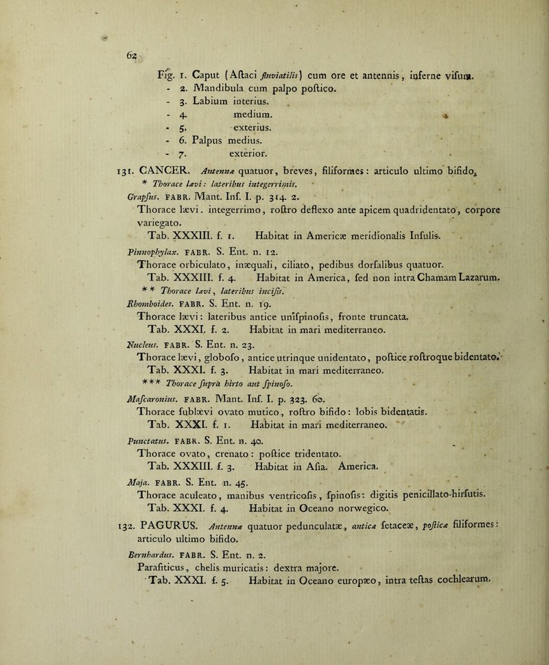 6z Fig. i. Caput (Aftaci fluviatilis) cum ore et antennis, inferne vifiuu. - 2. Mandibula cum palpo poltico. - 3. Labium interius. - 4. medium. « * 5, exterius. - 6. Palpus medius. - 7. exterior. 131. CANCER. Antenna, quatuor, breves, filiformes: articulo ultimo bifido. * Thorace lavi: lateribus integerrimis. Grapfus. FABR. Mant. Inf. I. p. 314. 2. Thorace laevi, integerrimo, roftro deflexo ante apicem quadridentato, corpore variegato. Tab. XXXIII. f. r. Habitat in Americse meridionalis Infulis. Pinnophylax. FABR. S. Ent. n. 12. Thorace orbiculato, inaequali, ciliato, pedibus dorfalibus quatuor. Tab. XXXIII. f. 4. Habitat in America, fed non intraChamamLazarum. * * Thorace lavi, lateribus incijis. Rbomboides. FABR. S. Ent. n. 19. Thorace laevi: lateribus antice unlfpinofis, fronte truncata. Tab. XXXI. f. 2. Habitat in mari mediterraneo. Nucleus. FABR. S. Ent. n. 23. Thorace laevi, globofo, antice utrinque unidentato, pollice roftroquebidentato.' Tab. XXXI. f. 3. Habitat in mari mediterraneo. *** Thorace fupra hirto aut fpinofo. Mafcaronius. FABR. IVIant. Inf. I. p. 323. 60. Thorace fublxvi ovato mutico, roftro bifido: lobis bidentatis. Tab. XXXI. f. 1. Habitat in mari mediterraneo. Punctatus. FABR. S. Ent. n. 40. Thorace ovato, crenato : poftice tridentato. Tab. XXXIII. f. 3. Habitat in Afia. America. Maja. FABR. S. Ent. n. 45. Thorace aculeato, manibus ventricolis, fpinofis: digitis penicillato-hirfutis. Tab. XXXI. f. 4. Habitat in Oceano norwegico. 132. PAGURUS. Antenna quatuor pedunculatae, antica fetacese, pojlica filiformes: articulo ultimo bifido. Bernbardus. FABR. S. Ent. n. 2. Parafiticus , chelis muricatis: dextra majore.