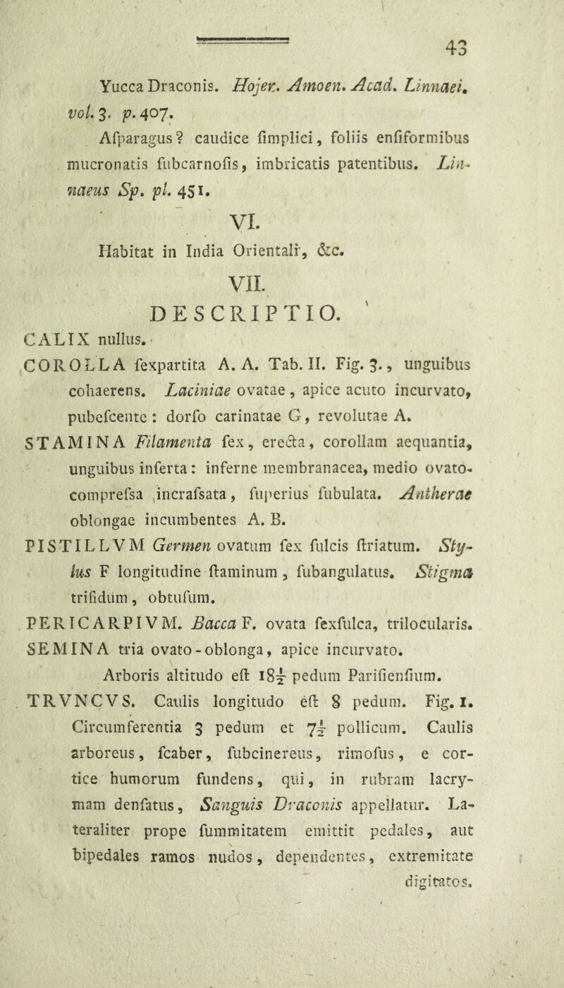 Yucca Draconis. Hojer.. Amoen. Acad^ Linnaei. vgU 3, f. 407, Afparagus? caudice fimplici, foliis enfiformibus mucronatis fubcarnoris, imbricatis patentibus. Li\u naeus Sp. pL 451. VL Habitat in India Orientali', &c. VIL DESCRIPTIO. ' CALIX nullus.. COROLLA fexpartita A. A. Tab. II. Fig. 3., unguibus cohaerens. Laciniae ovatae , apice acuto incurvato, pubefcentc: dorfo carinatae G, revolutae A. STAMINA Filamenta fex, erecta, corollam aequantia, unguibus inferta: inferne membranacea, medio ovato- comprefsa ,incrafsata, fuperius' fubulata. Antherae oblongae incumbentes A, B. PISTILLVM Germen ovatum fex fulcis (Iriatum. Sty- Ius F longitudine (laminum, fubangulatiis. Stigmem trifidum, obtufum. PERICARPIVM. Lacca F. ovata fcxfulca, trilocularis. SEMINA tria ovato-oblonga, apice incurvato. Arboris altitudo eft i84' pedum Parifienfium. . TRVNCVS. Caulis longitudo efi: 8 pedum. Fig. I. Circumferentia 3 pedum et 74* pollicum. Caulis arboreus, fcaber, fubcinereus, rimofus, e cor- tice humorum fundens, 'qui, in rubram lacry- mam denfatus. Sanguis Draconis appellatur. La- teraliter prope fummitatem emittit pedales, aut bipedales ramos nudos, dependentes, extremitate digitatos.