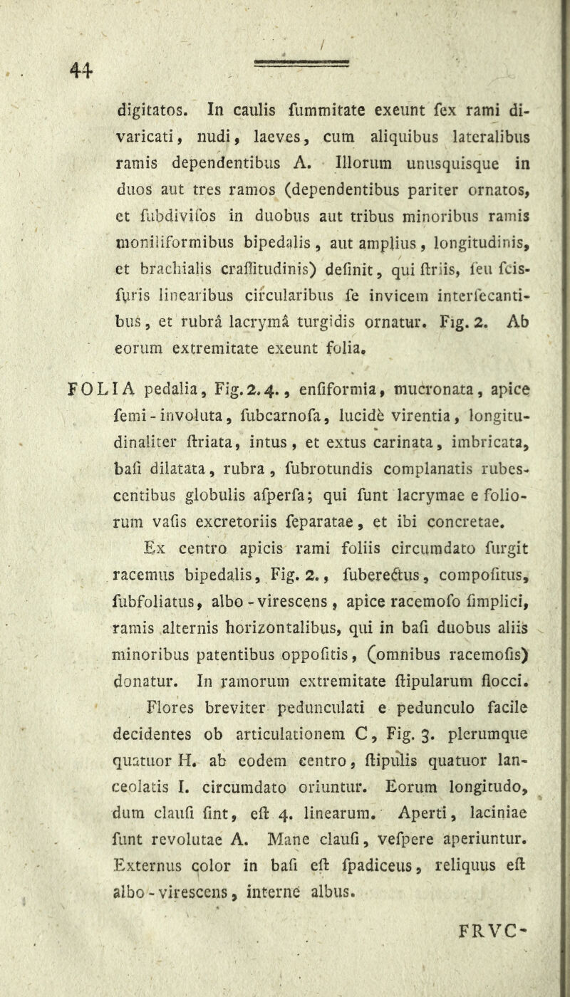 / digitatos. In caulis fumtnitate exeunt fex rami di- varicati, nudi, laeves, cum aliquibus lateralibus ramis dependentibus A. Illorum unusquisque in duos aut tres ramos (dependentibus pariter ornatos, ct fubdivifos in duobus aut tribus minoribus ramis moniliformibus bipedalis, aut amplius, longitudinis, et brachialis craffitudinis) definit, qui ftriis, i'eu fcis- ftiris linearibus circularibus fe invicem intcrfecanti- bus 5 et rubra lacryma turgidis ornatur. Fig. 2. Ab eorum extremitate exeunt folia, FOLIA pedalia, Fig.2.4., enfiformia, mucronata, apice femi-involuta, fubcarnofa, lucide virentia, longitu- dinaliter ftriata, intus, et extus carinata, imbricata, bafi dilatata, rubra , fubrotundis complanatis rubes- centibus globulis afperfa; qui funt lacrymae e folio- rum vafis excretoriis feparatae, et ibi concretae. Ex centro apicis rami foliis circumdato furgit racemus bipedalis, Fig. 2., fuberedtus, compofitus, fabfoiiatus, albo - virescens , apice racemofo fimplici, ramis alternis horizontalibus, qui in bafi duobus aliis minoribus patentibus oppofitis, (^omnibus racemofis) donatur. In ramorum extremitate flipularum flocci. Flores breviter pedunculati e pedunculo facile decidentes ob articulationem C, Fig. 3. plerumque quatuor Ii. ab eodem centro, ftipiilis quatuor lan- ceolatis I, circumdato oriuntur. Eorum longitudo, dum claiifl flnt, efl: 4. linearum. Aperti, laciniae funt revolutae A. Mane claufi, vefpere aperiuntur. Externus color in bafi efl: fpadiceus, reliquus efl: albo-virescens, interne albus. FRVC-