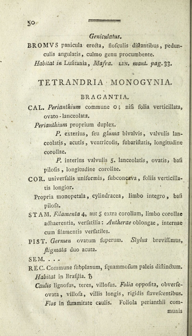 Geniculatus* BROMVS panicula erecla, flofculis diftantibus, pedun- culis angulatis, culmo genu procumbente. Habitat in Lufitania, Mafra. lin. manU pag. 33. TETRANDRIA * MONOGYNIA. BRAGANTIA. CAL. Perianthium commune o; nili folia verticillata, ovato-lanceolata. Perianthium proprium duplex. P. exterius, feu gluma bivalvis, valvulis lan- ceolatis, acutis, ventricolis, fubariftatis, longitudine corollae. P. interius valvulis 5. lanceolatis, ovatis, bafi pilofis , longitudine corollae. COR. univerfalis uniformis, fubconcava, foliis verticilla- tls longior. Propria monppetala, cylindracea, limbo integro, bafi pilofa. STAM. Filamenta 4’> ^^^^5 extra corollam, limbo corollae adhaerentia, verfatilia: Antherae ohlongdiQ ^ internae cum filamentis verfatiles. PIST. Germen ovatum fuperiim. Stylus brevifiimus, Jligmata duo acuta. SEM. ... REC. Commune fubplanum, fquammofum paleis diUinftum. Habitat in Brafilia. t) Caulis lignofus, teres, villofus. Folia oppofita, obverfe- ovata, villofa, villis longis, rigidis fiavefcentibus. Flos in fummitate caulis. Foliola perianthii com- munis