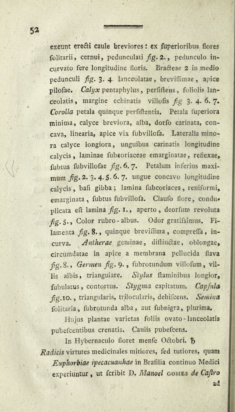 exeunt erefti caule breviores t ex fuperioribus flores folitarii, cernui, pedunciilati/g. 2., pedunculo in* curvato fere longitudine floris. Bracteae 2 in medio pedunculi fig. 3. 4. lanceolatae, brevifllmae , apice pilofae. Calyx pentaphyllis, perfiflens , foliolis lan- ceolatis, margine echinatis villofis fg 3. 4. 6.7. Corolla petala quinque perfiftentia. Petala fuperiora minima, calyce breviora, alba, dorfo carinata, con* cava, linearia, apice vix fubvillofa. Lateralia mino* ra calyce longiora, unguibus 'carinatis longitudine calycis, laminae fubeoriaccae emarginatae, reflexae, fubtus fubvillofae fg. 6.7. Petalum inferius maxi- mum 2.3. 4. $. 6. 7. ungue concavo longitudine calycis, bafi gibba; lamina fubcoriacea, reniformi, emarginata , fubtus fubvillofa. Claufo flore, conduc plicata efl: lamina fig. i., aperto , deorfum revoluta fig.S>'9 Color rubro-albus. Odor gratifsimus. Fi- lamenta/g. 8., quinque breviflima, comprefla, in- curva. Antherae geminae, diflindtae, oblongae^ circumdatae in apice a membrana pellucida flava j7g. 80 Germen fig. 9* •i fubrotundum viilofum, vil- lis albis, triangulare. Stylus flaminibus longior, fabulatus, contortus. Stygma capitatum. Capfula fig.io., triangularis, trilocularis, dehifcens. Semina folitaria, fubrotunda alba , aut fubnigra, plurima» liujiis plantae varietas foliis ovato-lanceolatis pubefcentibus crenatis. Caulis pubefcens. In Hybernaculo floret menfe Odobri. 5 Radicis virtutes medicinales mitiores, fed tutiores, quam Euphorbiae ipecacuanhae in Brafilia continuo Medici experiuntur, ut fcribit D, Manoel gomes de Cajlro ad