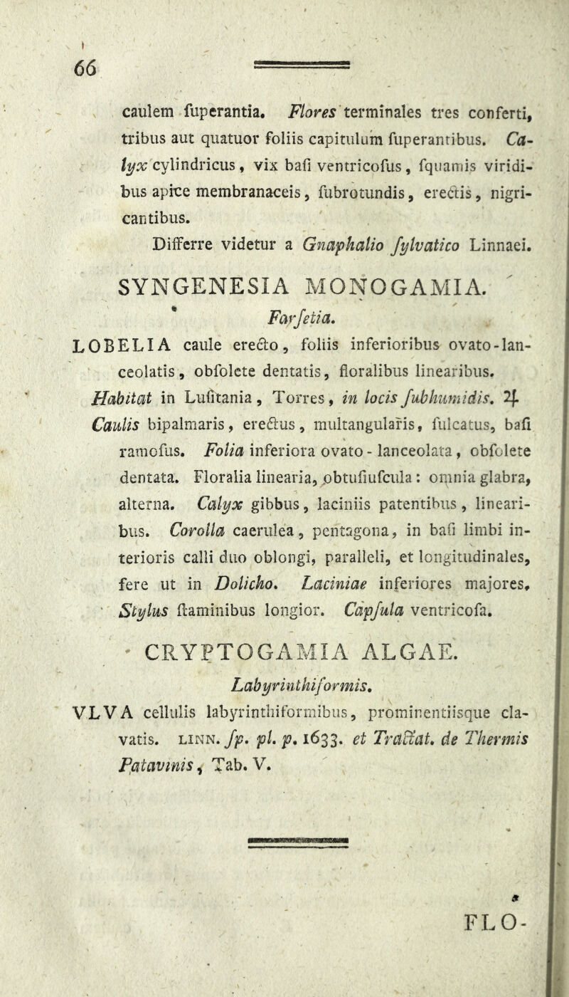 66 caulem fuperantia. F/om terminales tres conferti, tribus aut quatuor foliis capitulum fuperanribus. Ca- ti^x cylindricus, vix bafi ventricofus, fquamis viridi- bus apice membranaceis, fubrotiindis, ereftis, nigri- cantibus. Differre videtur a Gnaphatio fylvatico Linnaei. SYNGENESIA MONOGAMIA. Farfetia. L OBELI A caule eredo , foliis inferioribus ovato-lan- ceolatis , obfolcte dentatis, floralibus linearibus. Habitat in Lufitania, Torres, in locis/ubhumidis. 2J. Caulis bipalmaris, eredus, multangulafis, filicatus, bafi ramofiis. Folia inferiora ovato - lanceolata, obfolete dentata. Floralia linearia, jQbtiifiufcula: opinia glabra, alterna. Calyx gibbus, laciniis patentibus, lineari- bus. Corolla caerulea, pentagona, in bafi limbi in- terioris calli duo oblongi, paralleli, et longitudinales, fere ut in Dolicho. Laciniae inferiores majores. Stylus flaminibus longior. Cdpjula ventricofa. VLVA cellulis labyrintliiformibus, prominentiisque cla- vatis. LiNN./^. pL p. 1633. et Tra^aU de Thermis Fatavmis^ Tab. V. FLO-