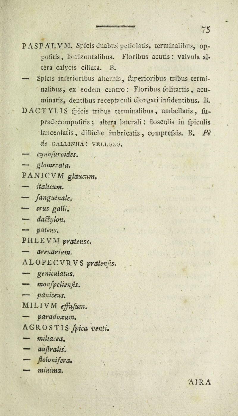 PASPALVM. Spicis duabus petiolatis, terniinalibiis, op- pofitis, barizontalibus. Floribus acutis: valvula al- tera calycis ciliata. B. — Spicis inferioribus alternis, fuperioribus tribus termi- nalibus, ex eodem centro: Floribus folitariis, acu- minatis, dentibus receptaculi dongati infidentibus. B. DACTYLIS fpicis tribus terminalibus, umbellatis, fu- pradecompofitis; altera laterali: flosculis in fpiculis Tanceolatis, diftiche imbricatis, comprefsis. B. Pe de gallinha: vellozo. — cynojuroides. , — glomerata, PANIGVM glaucum. — italicum, — Jangiiimle, —- CYus galli. — daStylon. — patens, , ' ‘ PHLEVM pratense, — avenarium, ALOPECVRVS ^ — geniculatus. . n — monjpelienfis. — ' paniceus. MILIV M effujum, ^ — paradoxum. /pica venti. — miliacea. — aujiralis. — fiolonifera^ — minima. ( AIRA