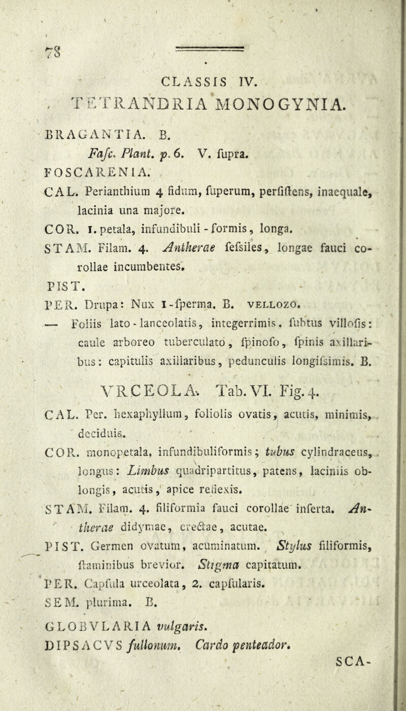 . TETRANDRIA MONOGYNIA. ■•BRAGANTIA. B. Fajc. Piant, p, 6. V. fupra. FOSCARENIA. CAL. Perianthiiim 4 fidum, fuperum, perfidens, inaequale, lacinia una majore. COR. I. petala, infundibuli - formis, longa. STAM. Fiiam. 4. Antherae fefsiies, longae fauci co- rollae incumbentes. PIST. PER. Drupa: Nux i-fperma. B. vellozo. “ Foliis lato - lanceolatis, integerrimis, fuhtus villofis: caule arboreo tubercuiatd, fpinofo, fpinis axillari- bus: capitiilis^axiliaribus, pedunculis longifsimis. B. V R C E O L A. Tab. VI. ’ Fig. 4. CAL. Per. liexapliyllum, foliolis ovatis,^ acutis, minimis, ^ deciduis,. COR. monopetala, infundibiiliformis; tubus cylindraceiis, longus: Limbus quadripartitus, patens, laciniis ob- longis, acutis,' apice rejiexis. STAM. Fiiam. 4. filiformia fauci corollae'inferta. An- therae didymac, credae, acutae. PIST. Germen ovatum, acuminatum. Stylus filiformis, flaminibus brevior. Stigma capitatum. PER, Capfula urceolata, 2. capfularis. SEM. plurima. B. G L O B V L A RIA vulgaris. DIP S A C V S fullonum. Cardo penteador. SCA-