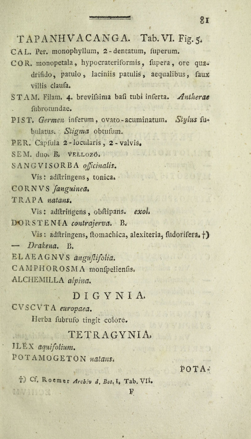 TAPANHVACANGA. Tab.VI. Fig.5. CAL. Per. monophyllum, 2 - dentatum, luperum. COR. monopetala, hypocrateriformis, fupera, ore qua-’ drifido, patulo 5 laciniis patulis, aequalibus, faux- villis daiirai STAM. Filam, 4. brevifsima bafi tubi inferta. Antherae fubrotundae. PIST. Germen inferum, ovato-acuminatum. Stylus fn* bulatus. ' Stigma obtufiim. PER. Capfuia 2-locularis, 2-valvis* S£M. duo. Bi VELLOZt^i SANGVISORBA ojficinalis. Vis i adEringens, tonica* C 0 R N V S /anguinea^ TRAPA natans» Vis: adftriiigeiis, obflipahs. exoU DOPvSTENlA contrajerva. Vis: adftringens, ftomachica, alexiteria^ fudofifetii f) — Drakena. B. ELAEAGNVS angiifdfolia. C A M P H 0 R 0 S M A monfpelienfis^ ALCHEMILLA alpina. ^ D I G Y N I A. C V s C V T A euvopuea. Herba fubrufo tingit colore. TETRAGYNIA. ILEX aquifolium» POTAMOGETON natans, t) cf, Roemer Archh d.Bot.l, Tab.Vit F POTA^'