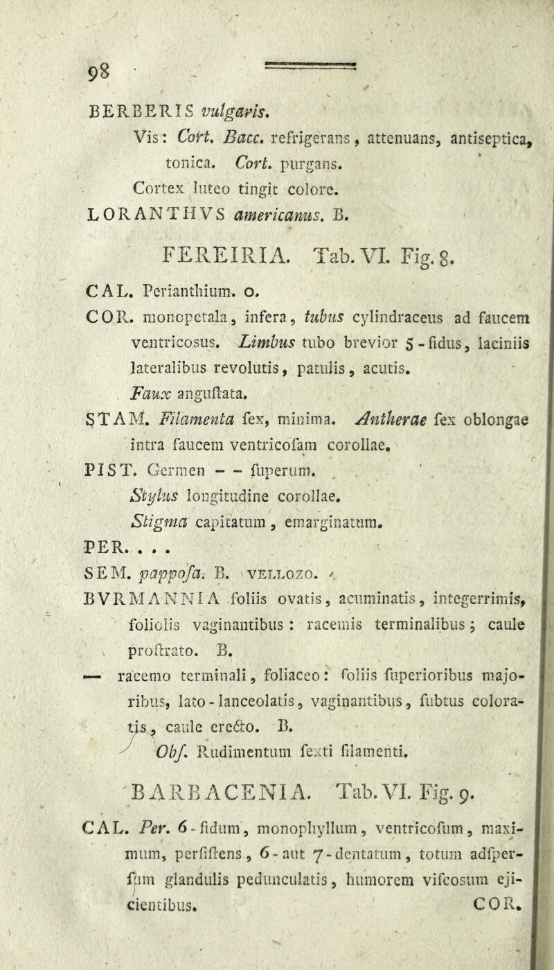 BERBERIS vulgaris. Vis: Cort. Bacc. refrigerans, attenuans, antiseptica, tonica. Cort. purgans. Cortex luteo tingit colore. L 0 R A N TIIV S americanus. B. FEREIPvIA. Tab.VI. Fig.g. CAL. Perianthiiim. o. COR. moncpetala, infera, tubus cylindraceus ad faucem ventricosus. Limbus tubo brevior S-fidus, laciniis lateralibus revolutis, patulis, acutis. Faux angiifiata. STAM. Filamenta fex, minima. Antherae fex oblongae intra faucem ventricofam corollae. PIST. Germen —» fuperuni. Stylus longitudine corollae. Stigma capitatum, emarginattim. PER. ... SEM. pappofa. B. 'Vellozo. /. BVPvMANNIA foliis ovatis, acuminatis, integerrimis, foliolis vaginantibus : racemis terminalibus; caule proPrato. B. •— racemo terminali, foliaceo: foliis fiiperioribus majo- ribus, lato-ianceolatis, vaginantibus, fubtus colora- ti caule cre6to. B. ^Obf. Rudimentum fexti filamenti. BARBACENIA. Tab.VI. Fig. 9. CAL. Per. 6► fidum, inonopliyllum, ventricofum, niaxi- niiim, perfiEens, 6-aut 7-dentatum, totum adfper- Rim glandulis pedimculatis, humorem vifeosum eji- cientibus. COR.