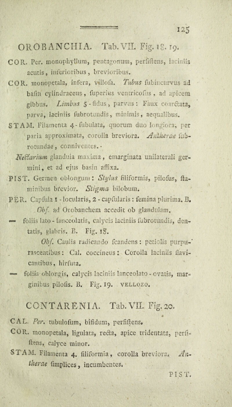 O R O B A N C HI A. Tab. VIL Fig. 11’. 19. COR. Per. inonophyUuni, pentagonum^ peiTiftens, b-ciniis acutis 5 inferioribus , brevioribus. COR. inonopetala, infera^ vailofa. Tubus fubincnrvus ad bafin cyiindraccus , fuperius vcntricouis , ad apicein gibbus. Limbus 5-fidus, parvus: Faux cr-ar-Rata, parva, laciniis fubrotarjdis, ininimis, aequalibus. STAM. Filamenta 4-rubiiiata, quorum duo bmgiora, per paria approximata, coroiia breviora. Antiievc^e Uib- rotimdae, connlventes. • NeS^arium glandula maxima, emargiiiata unilaterali ger- mini, et ad ejus basia affixa. PIST. Germen oblongum: Stylus filiformis, piiofus, fla- minibus brevior. Stigma bilobum. PEPv. Capfuia i -locularis, 2-caprularis: femina plurima. B. Obf ad Orobanchem accedit ob glandulam. «- foliis lato - iaiiceolatis, calycis laciniis fabrotundis, den- tatis, glal>ris. B. Fig. ig. Ob/. Caulis radicando fcandcns: petiolis piirnii-' rasceiitibus: Cal. coccineus: Coroiia laciniis ilavi- cantibiis, hirfuta, — foliis oblongis, calycis laciniis lanceolato - ovatis, mar^ ginibus piiofis. B. Fig, 19. , vellozo. CONTARENIA. Tab. VIL Fig. 20. CAL„ Per» tubiilofum, bifidum, perfiflens» COPv. monopetala, liguiata, recta, apice tridentata, perfi- flens, calyce minor. STAM. Fiiaraenta 4. filiformia, corolh breviora^ therae fimplices, incumbentes, PIST, /