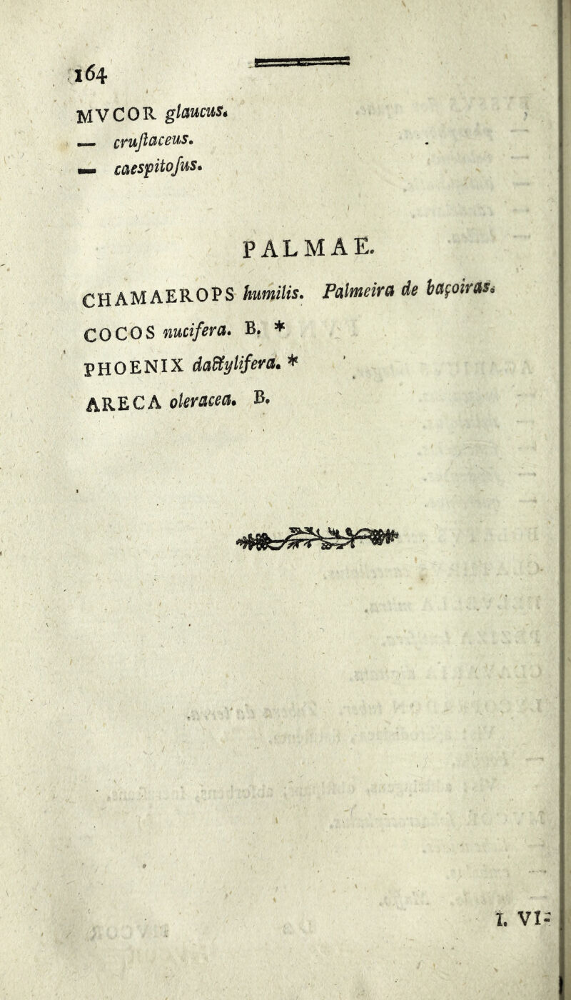 * MVCOR glaucus, — cruflaceus. mm caesfitojus. \ . I . i PALMAE. CHAMAEROPS humilis. Palmeira de bafoiras, COCOS nucifera. B. * PHOENIX daStylifera, * ARECA oleracea. B. t. VI