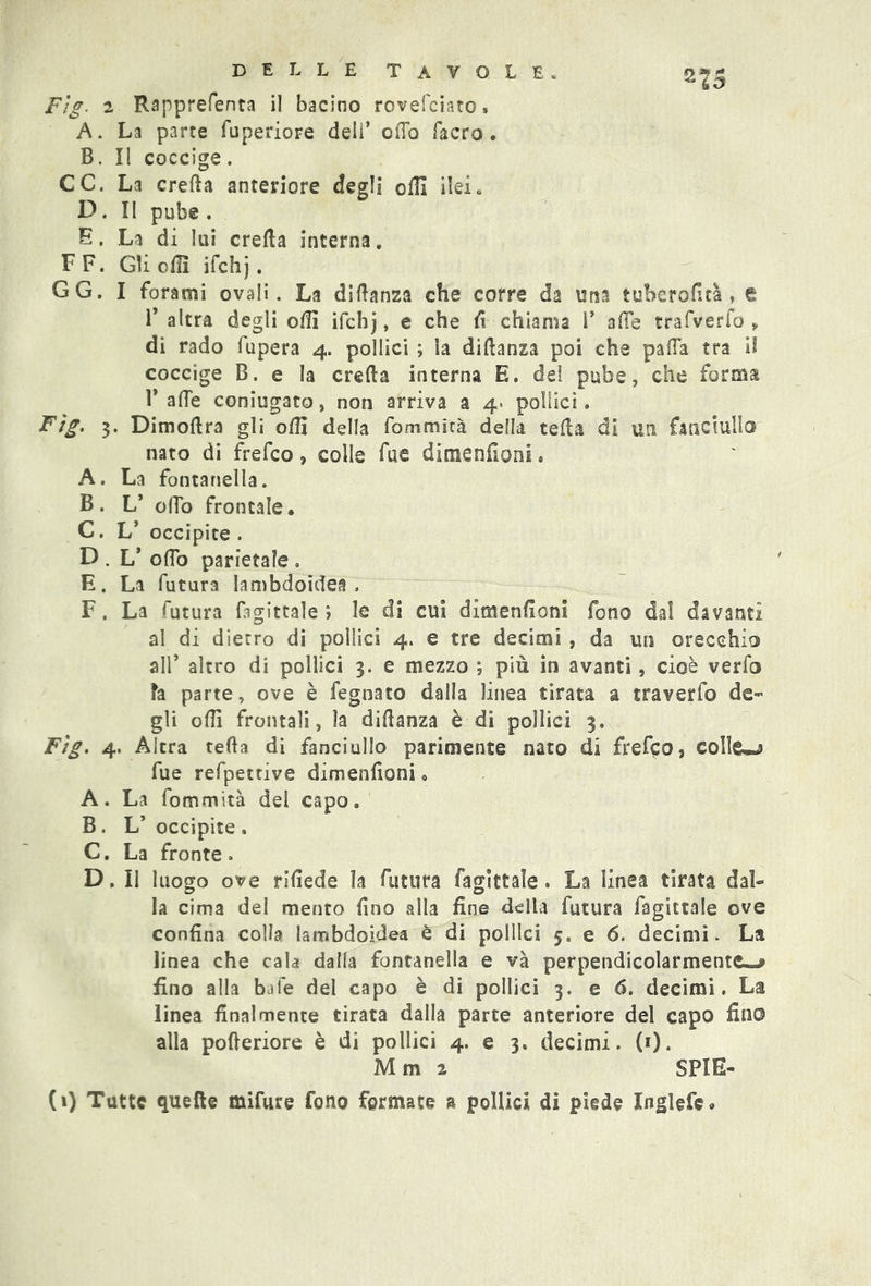 ns Fìg. i Rapprefenta il bacino rovefeiatc, A. La parte fuperiore deli’ odo facro. B. Il coccige. CC. La creda anteriore degli odi ileie D. Il pube . E. La di lui creda interna. F F. Gli odi ifchj. GG. I forami ovali. La didanza che corre da una tubero dea , e 1* altra degli odi ifchj, e che fi chiama V alfe trafverfo * di rado fupera 4. pollici ; la didanza poi che pada tra il coccige B. e la creda interna E. dei pube, che forms T ade coniugato, non arriva a 4. pollici. Fìg. 3. Dimodra gli odi della fommità della teda di un fanciullo nato di frefeo , colle fue dimenfioni. A. La fontanella. B. L’ odo frontale. C. L’ occipite . D . L’ odo parietale . E. La futura Iambdoidea . F. La futura fagittale ; le di cui dimendeni fono dal davanti al di dietro di pollici 4. e tre decimi , da un orecchio all’ altro di pollici 3. e mezzo ; più in avanti, cioè verta fa parte, ove è fegnato dalla linea tirata a traverfo de- gli odi frontali, la didanza è di pollici 3. Fìg. 4. Altra teda di fanciullo parimente nato di frefeo, collet fue refpettive dimenfioni. A. La fommità del capo. B. L’ occipite . C. La fronte. D. Il luogo ove rifiede la futura fagittale. La linea tirata dal- la cima del mento (ino alla fine della futura fagittale ove confina colla lambdoidea è di pollici 5* e 6. decimi- La linea che cala dalla fontanella e và perpendicolarmente—? fino alla baie del capo è di pollici 3. e 6. decimi. La linea finalmente tirata dalla parte anteriore del capo fino alla poderiore è di pollici 4. e 3. decimi. (0. Mm2 SPIE- (1) Tutte quelle mifure fono formate a pollici di piede Inglefc»