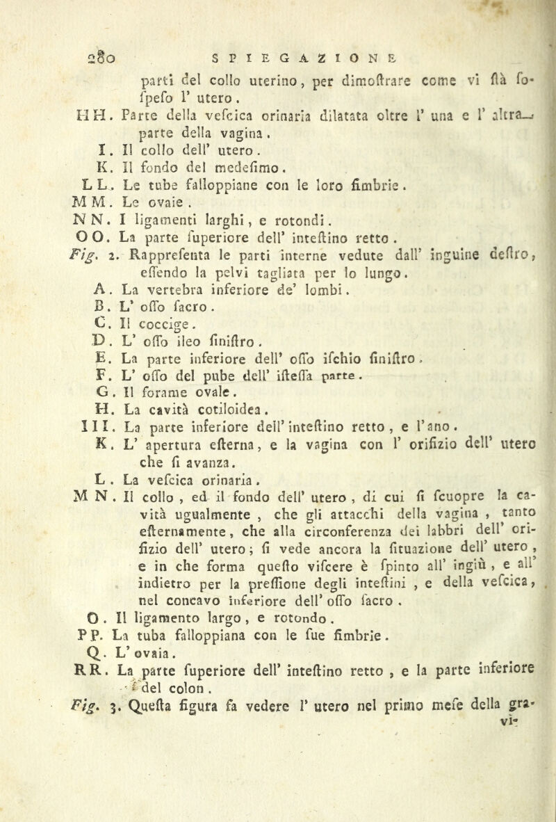 parti del collo uterino, per dimodrare come vi dà fo- fpefo 1’ utero. HH. Parte della vefcica orinaria dilatata oltre i una e 1* altra—f parte della vagina. I. Il collo dell’ utero . K. Il fondo del medefimo. L L. Le tube falloppiane con le loro fimbrie. M M . Le ovaie . NN, I ligaoienti larghi) e rotondi. OO. La parte lupericre dell* interino retto. Fig, 2. Rapprefenta le parti interne vedute dall* inguine dedro, efiendo la pelvi tagliata per lo lungo. A. La vertebra inferiore de’ lombi. B. L’ odo facro . C. Il coccige. D. L* odo ileo liniero . E. La parte inferiore dell* olio ifchio finifiro, F. L’ odo del pube dell’ iftefla parte. G . Il forame ovale. H. La cavità cotiloidea. III. La parte inferiore dell’interino retto, e l’ano. K. L’ apertura edema, e la vagina con Y orifizio dell’ utero che fi avanza. L . La vefcica orinaria. M N . II collo , ed il fondo deli* utero , di cui fi fcuopre la ca- vità ugualmente , che gli attacchi della vagina , tanto edernamente, che alla circonferenza dei labbri dell* ori- fizio dell’ utero ; fi vede ancora la fituazione dell’ utero , e in che forma quello vifcere è fpinto all’ ingiù , e ali indietro per la prelfione degli intedini , e della vefcica, nel concavo inferiore dell* olio facro . O . Il ligamento largo , e rotondo . PP. La tuba falloppiana con le fue fimbrie. Q. L* ovaia. RR. La parte fuperiore dell* intedino retto , e la parte inferiore * del colon. Fig. 3. Queda figura fa vedere P utero nel primo mefe della gra- vi*