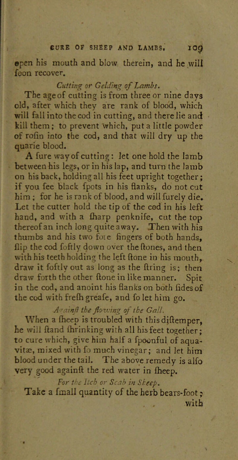 epen his mouth and blow therein, and he will foon recover. Cutting or GeUing of Lambs. The age of cutting is from three or nine days old, after which they are rank of blood, which will fall into the cod in cutting, and there lie and kill them; to prevent which, put a little powder of rofin into the cod, and that will dry up the quarie blood. A fure way of cutting: let one hold the lamb between his legs, or in his lap, and turn the lamb on his back, holding all his feet upright together; if you fee black fpots in his flanks, do not cut him ; for he is rank of blood, and will furely die. Let the cutter hold the tip of the cod in his left hand, and with a fharp penknife, cut the top thereof an inch long quite a way. Then with his thumbs and his two foie fingers of both hands, flip the cod foftly down over theftones, and then with his teeth holding the left ftone in his mouth, draw it foftly out as long as the firing is; then draw forth the other ftone in like manner. Spit in the cod, and anoint his flanks on both fidesof the cod with frefh greafe, and fo let him go. A<^ainl\ the jlonx'ing of the Gall. When a fhecp is troubled with thisdjftemper, he will {land fhrinking with all hisfeet together; to cure which, give him half a fpocnful of aqua- vitae, mixed with fo much vinegar; and let him blood under the tail. The above remedy is alfo very good againft the red water in fheep. For the Itch or Scab in Sheep. Take a fmall quantity of the herb bears-foot . , with