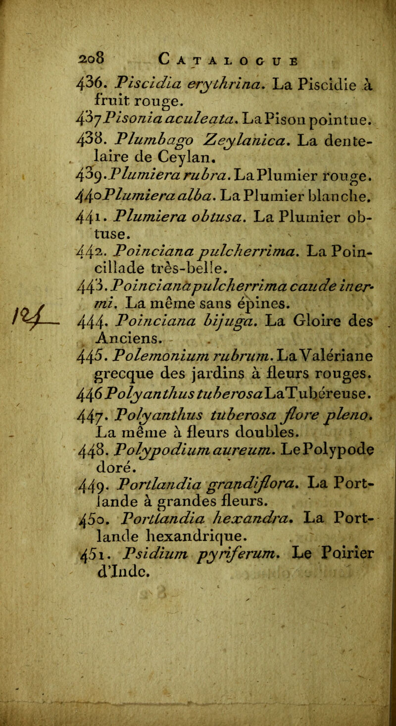 436. Piscidia erythrina. La Piscidie à fruit rouge. 43'jPisonia aculeata. LaPison pointue. 438. Plumbago Zeylanica. La dente- laire de Ceylan. /fly.Plumiera rubra. La Plumier rouge. 44oPlumieraalba. La Plumier blanche. 44i • Plumiera obtusa. La Plumier ob- tuse. 442. Poinciana pulcherrima. La Poin- cili a de très-belle. 44'i.Poincianà pulcherrima caude iner- mi. La même sans épines. 444* Poinciana bijuga. La Gloire des Anciens. 445. Polemonium rubrum. La Valériane grecque des jardins à fleurs rouges. 446 Polyan thus tuberosa. LaT u ber eu se. 447* Polyanthus tuberosa flore pleno. La même à fleurs doubles. 448. Polypodium aureum. LePolypode doré. 449- Portlandia grandflora. La Port- lande à grandes fleurs. 450. Portlandia hexandra. La Port- lande hexandrique. 451. Psidium pynferum. Le Poirier d’Inde.