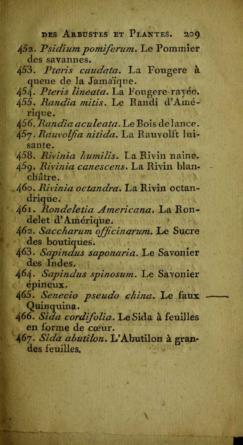 4^2. Psidiumpomiferum. Le Pommier des savannes. 453. P teris caudata. La Fougere à queue de la Jamaïque. 454. Pteris lineata. La Fougere rayée. 455. Randia mitis. Le Randi d’Amé- rique. 456. Randia aculeata. Le Bois de lance. 45y. Rauvolfia nitida. La Rauvolft lui- sante. 458. Rivinia humilis. La Ri vin naine. 45g. Rivinia canescens. La Ri vin blan- châtre. 460. Rivinia octandra. La Rivin octan- drique. 451. Rondeletia Americana. La Ron- delet d’Amérique. 462. Saccharum officinarum. Le Sucre des boutiques. V 463. Sapindus saponaria. Le Savonier des Indes. 454. Sapindus spinosum. Le Savonier épineux. 465. Senecio pseudo china. Le faux Quinquina. 466. Sida cordifolia. Le Sida à feuilles en forme de cœur. 467. Sida abutilon. L’Abutilon à gran- des feuilles.