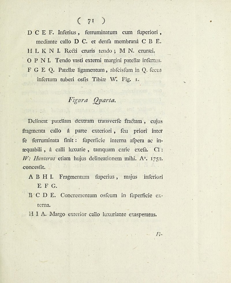 D C E F. Inferius, ferruminatum cum fuperiori, mediante callo D C. et denfa membrand C B E. 11 L K N L Redi cruris tendo ; M N. crurtei. O P N 1. Tendo vasti externi margini patelte infertus» F G E Q. Patellae ligamentum, abfcisfum in Q« fecus infertura tuberi osfis Tibiae W*. Fig. i. Fi^tira Delineat patellam dextram transverfe fradam , cujus fragmenta callo ^ parte exteriori , feti priori inter fe ferruminata finit: fuperficie interna afpera ac in- aequabili 5 d calli luxurie , tamquam carie exefa. C1: W: Hunterus etiam hujus delineationem mihi. A°. 1752. concesfit. A B H I. Fragmentum fuperius, majus inferiori E F G. B C D E. Concrementum osfeum in fuperficie ex- terna. H I A. Margo exterior callo luxuriante exasperatus. :, < Fi- I
