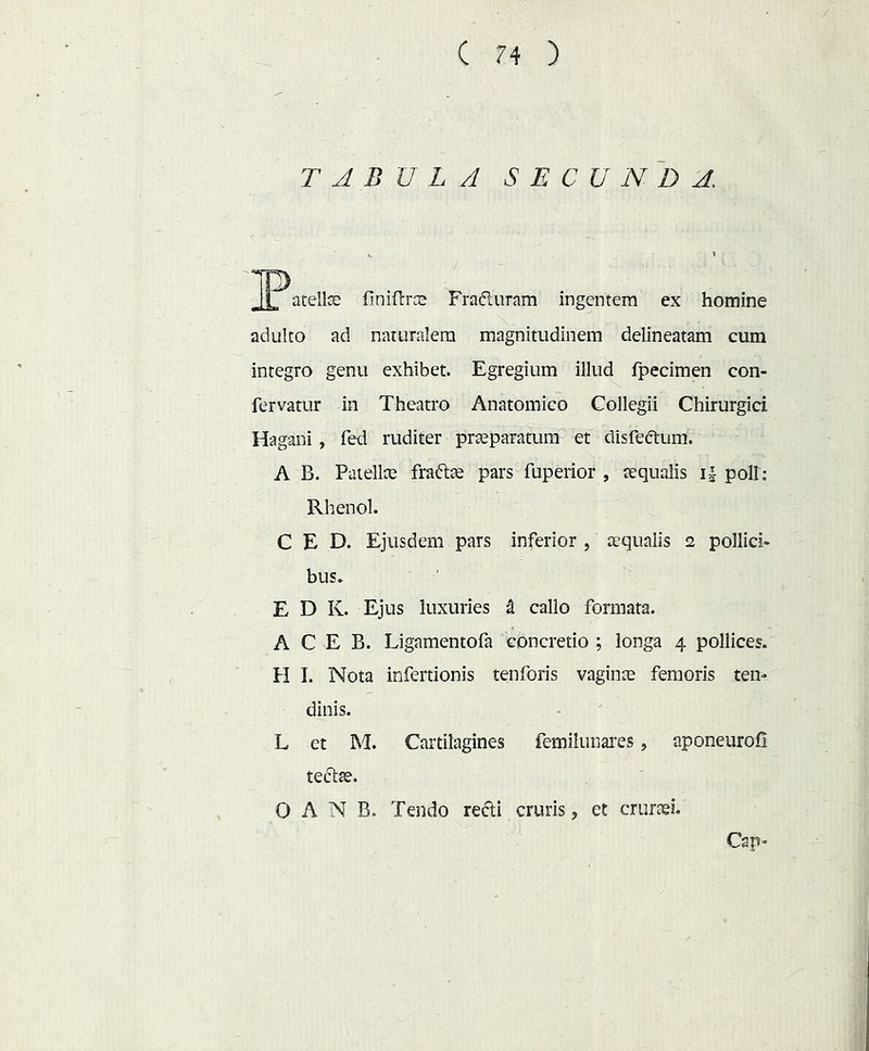 TABULA SECUNDA. JL atellce finiflrce Fraduram ingentem ex homine adulto ad naturalem magnitudinem delineatam cum integro genu exhibet. Egregium illud fpecimen con- fervatur in Theatro Anatomico Collegii Chirurgici Hagani, fed ruditer praeparatum et disfedum. A B. Patellae fradae pars fuperior , aequalis i| poli: Rhenol. C E D. Ejusdem pars inferior , aequalis 2 pollici- bus. E D K. Ejus luxuries t callo formata. A C E B. Ligamentofa concretio ; longa 4 pollices. H I. Nota infertionis tenforis vaginae femoris ten- dinis. L ct M. Cartilagines femilunai'es, aponeurofl tedae. O A N B. Tendo redi cruris, et cruraei. Cap-