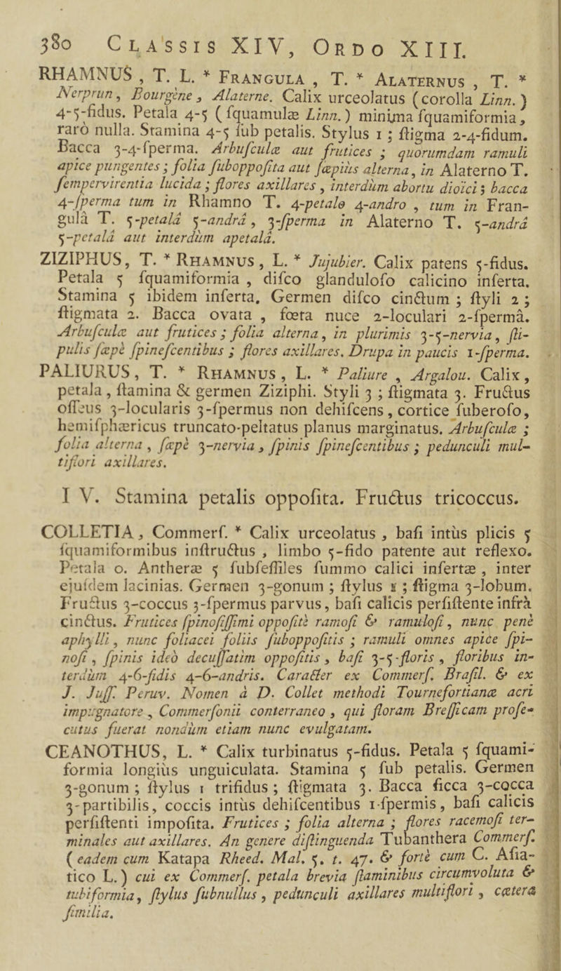 330 CLA'ssrs XIV, Onpo XIIL RHAMNUS , T. L. * FRANGULA , Aerprun, Bourgine , Alaterne, Calix urceolatus (corolla Linz.) 4-5-fidus. Petala 4-5 ( fquamula Lina.) minima fquamiformia , raró nulla. Stamina 4-5 fub petalis. Stylus 1 ; fligma 2-4-fidum. Bacca 3-4-fperma. 4rbufcule aut frutices 5; quorumdam ramuli apice pungentes ; folia fuboppofita aut Jepüts alterna, in Alaterno T. fempervirentia lucida ; flores axillares , interdum abortu dioici s bacca 4-[perma tum in Rhamno T. 4-petale 4-andro , tum in Fran- gulà T. s-petald $-andrí, 3-fperma in Alaterno T. g-andrá s$-petalá aut interdim | apetalá. ZIZIPHUS, T. * RnaMNus, L. * Jujubier. Calix patens s-fidus. Petala $ íquamiformia , difco glandulofo calicino inferta. Stamina $ ibidem inferta, Germen difco cin&amp;um ; ftyli 2 ; fligmata 2. Bacca ovata , feta nuce 2-loculari 2-fpermà. Jirbufcule aut frutices ; folia alterna, in. plurimis: 3--nervia , fü- pulis fepà [pinefcentibus ; flores axillares, Drupa in paucis 1-fperma. PALIURUS, T. * RnaMmNwus, L. * Paliure , Argalou. Calix , petala , ftamina &amp; germen Ziziphi. Styli 5 ; ftigmata 3. Fru&amp;us offzus 5-locularis 3-fpermus non dehifcens , cortice fuberofo, hemifphericus truncato-peltatus planus marginatus, Ariufcule ; folia alterna , [epà. 3-nervia , fpinis fpinefcentibus ; pedunculi mul- tifforl axillares. T. X UAIGTERNDUS SD I V. Stamina petalis oppofita. Fru&amp;us tricoccus. COLLETIA , Commerf. * Calix urceolatus , bafi intüs plicis 5. íquamiformibus inftru&amp;tus , limbo s-fido patente aut reflexo. Petala o. Anthere $ fubfeffliles fummo calici infertz , inter ejuídem lacinias. Germen 5-gonum ; ftylus x 5 ftigma 3-lobum. Fru&amp;us 4-coccus 5-fpermus parvus, bafi calicis perfiftente infrà — cinctus. rutices [pinofiffrmi oppofità ramofi &amp; ramulofi, nunc, pené.— aphylli, nunc foliacei foliis fuboppofitis ; ramuli omnes apice [pi- - noft, [pinis ideó decuJatim oppofttis , baft 3-5-floris , floribus in- — terdüm 4-6-fidis 4-6-andris. Caratler ex. Commerf. Brafil. &amp; ex J. Juff. Peruv. Nomen à D. Collet methodi Tournefortiang acrt — impignatore , Commer[onii. conterraneo , qui floram Brefficam profe- ü cutus fuerat nondüm etiam nunc evulgatam. | CEANOTHUS, L. * Calix turbinatus 5-fidus. Petala 5 fquami- formia longius unguiculata. Stamina $ fub petalis. Germen. : 5-gonum ; ftylus : trifidus ; ftigmata d- Dacca ficca 3-cocca X 3- partibilis, coccis intüs dehifcentibus r-fpermis, bafi calicis perfiftenti impofita, Frutices ; folia alterna ; fees racemoft ter- minales aut axillares, An genere diflinguenda 'Tu anthera Commerf. ( eadem cum. Katapa Rheed. Mal. 5. t. 47. 6 forté cum C. Afia- 1 tico L.) cui ex Commerf. petala brevia flaminibus circumvoluta e ^ rubiformia, flylus fubnullus , pedtnculi axillares multiflort , cetera — familia, : ux Le
